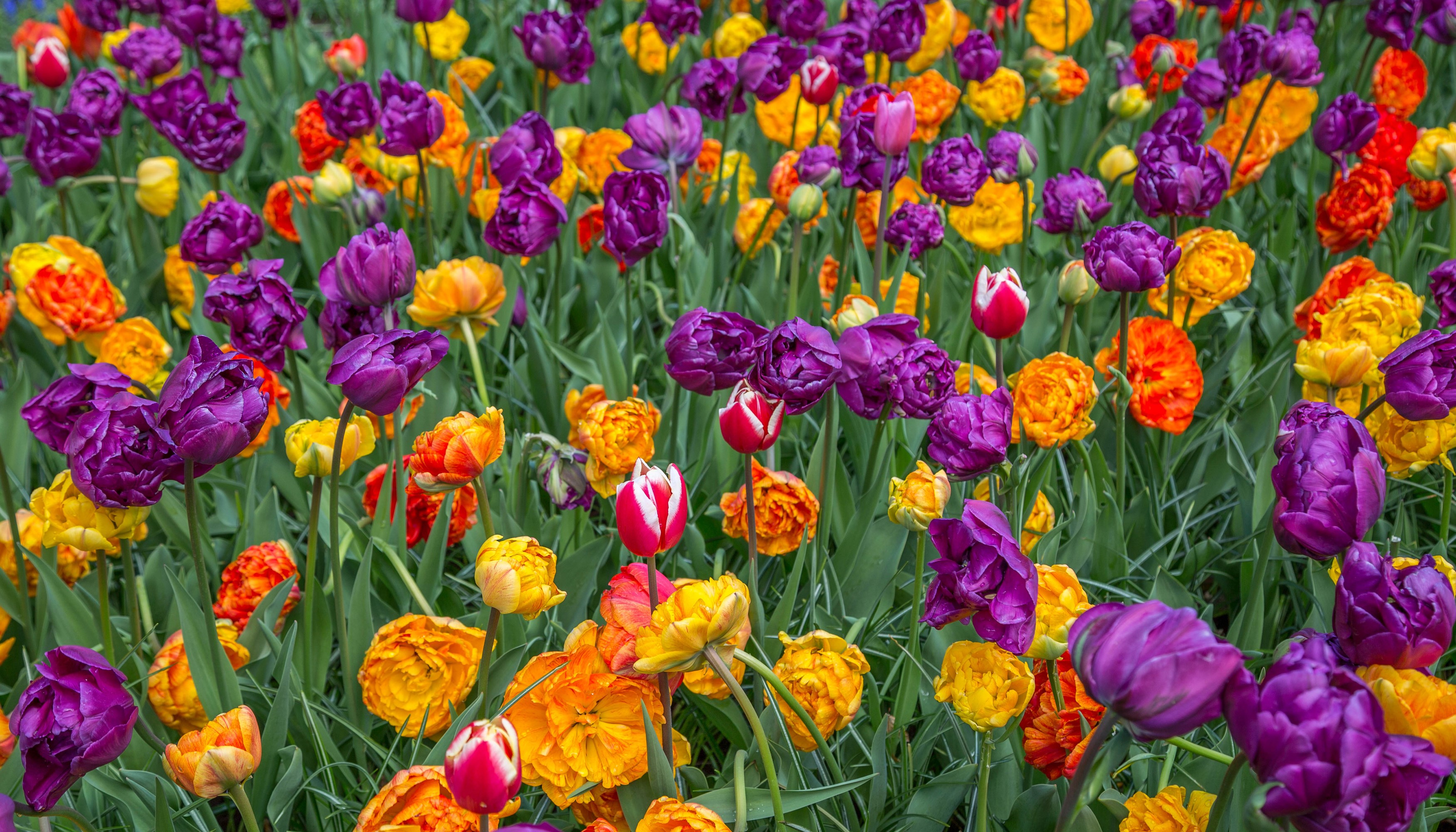 Field of colorful tulips HD Wallpaper