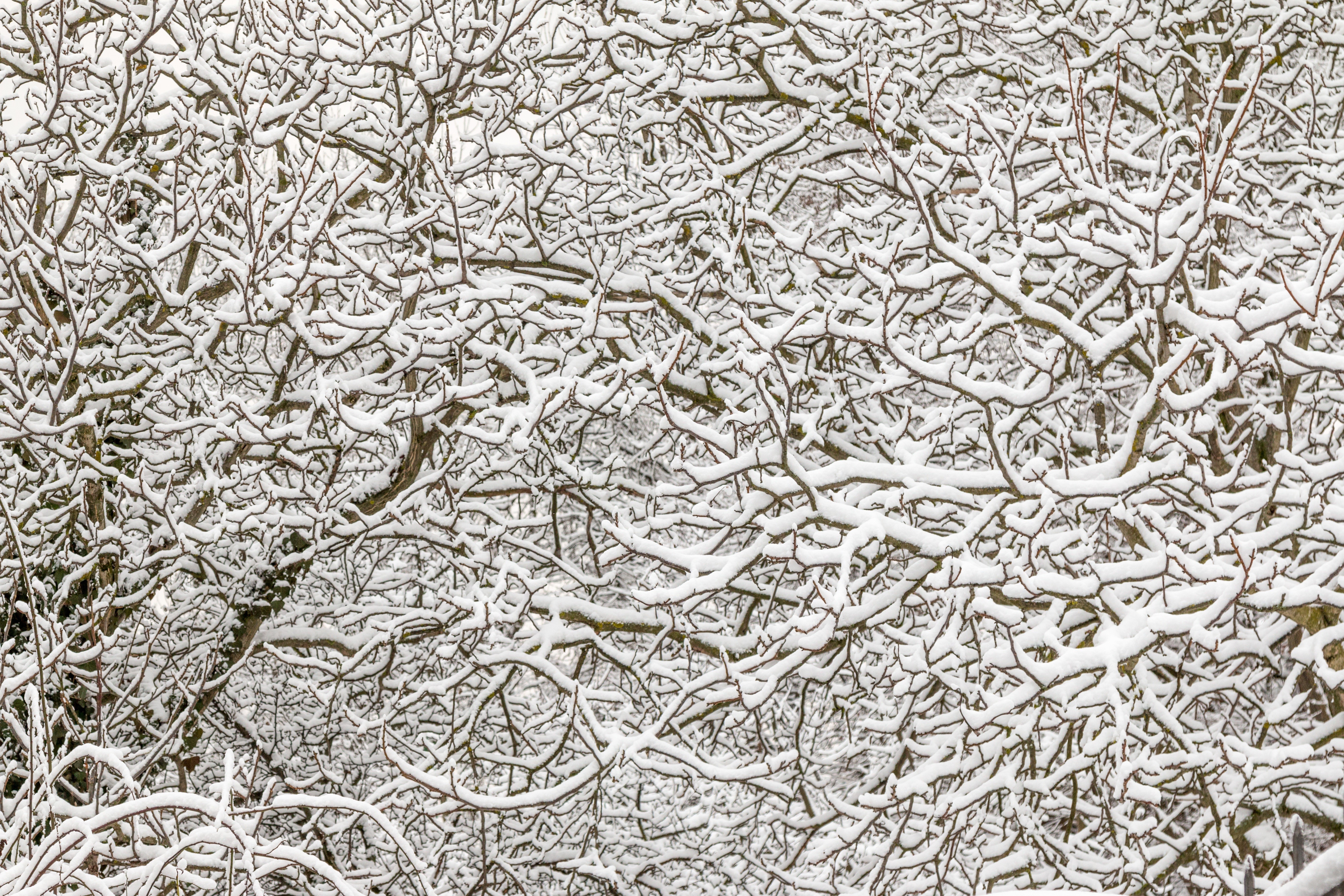 Snow covered tree branches in winter HD Wallpaper