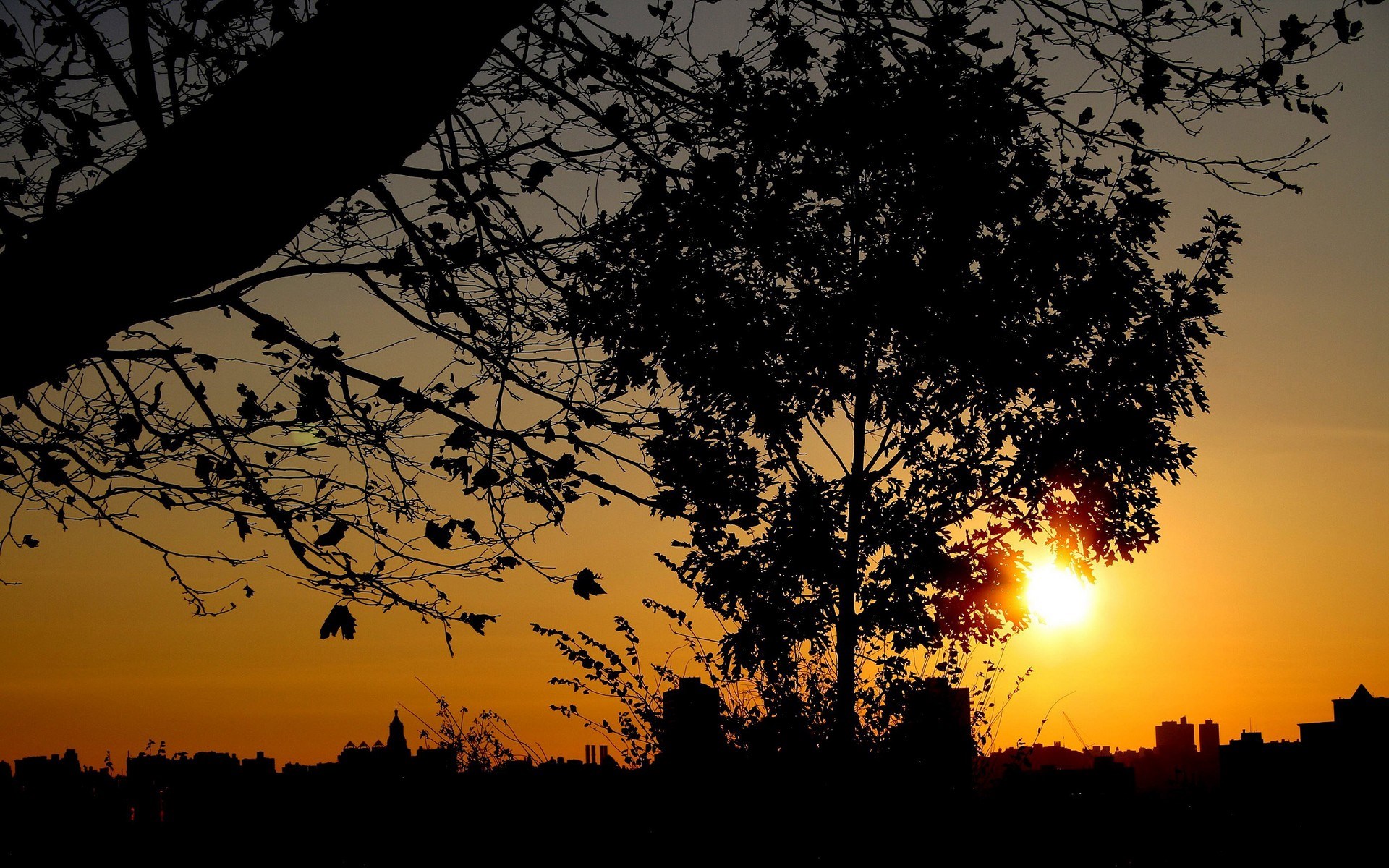 Sunset over city skyline with silhouetted trees HD Wallpaper