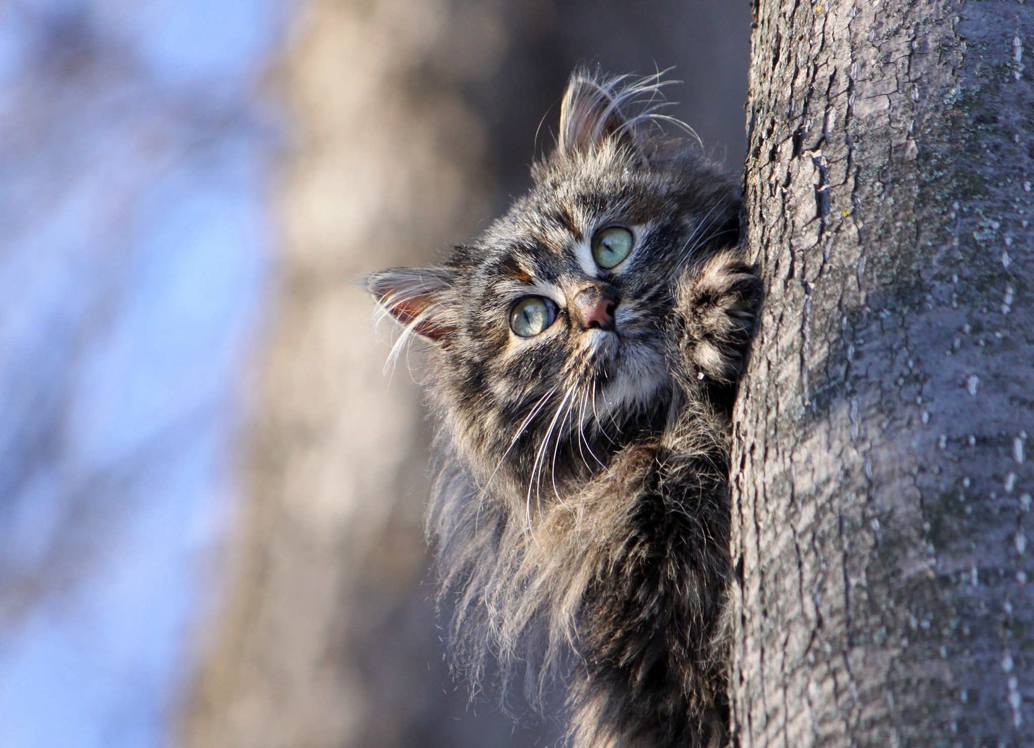 Fluffy cat peeking from behind a tree HD Wallpaper