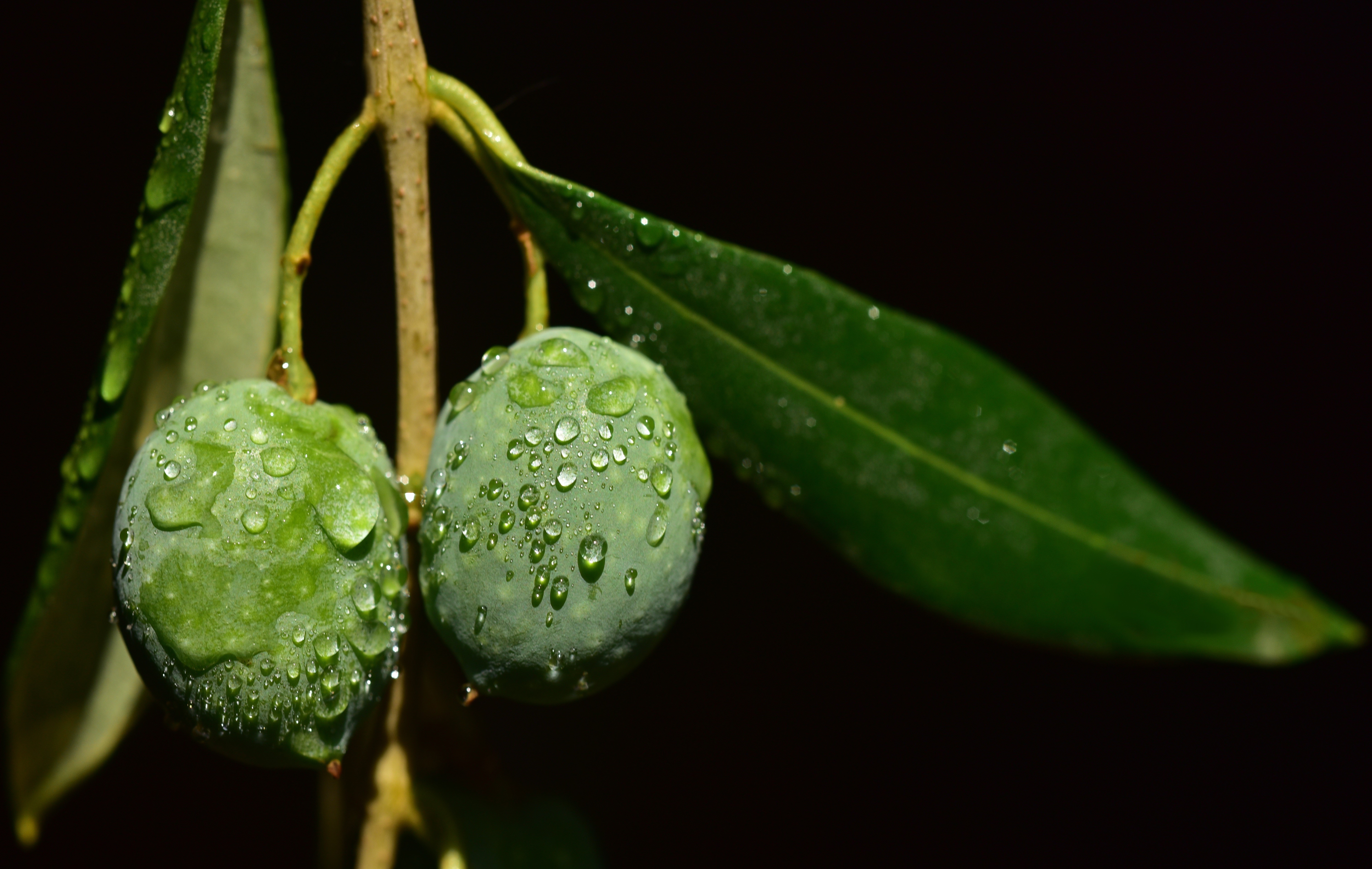 Green olives with water drops on a branch HD Wallpaper
