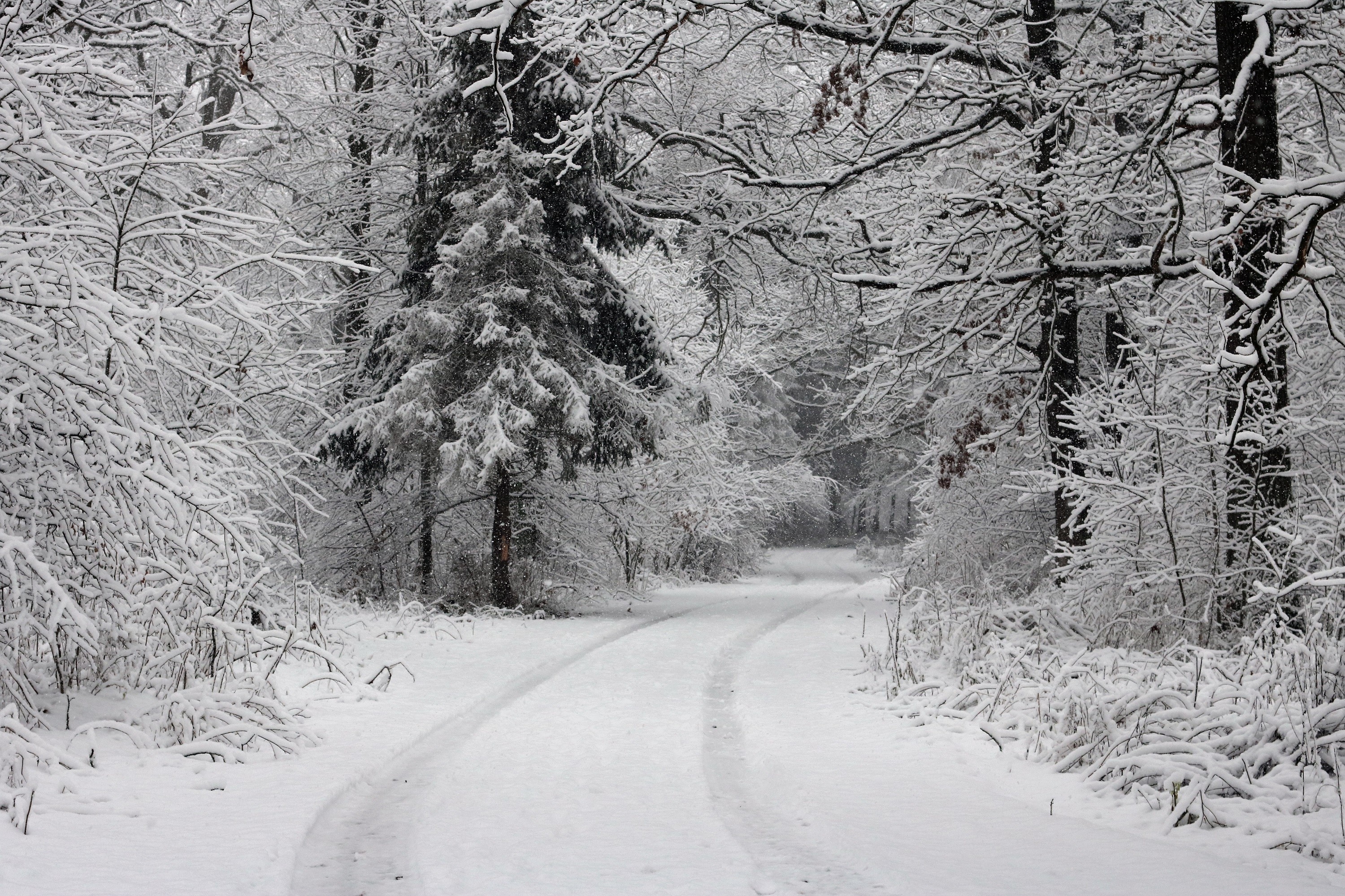 Snowy forest road with tire tracks HD Wallpaper