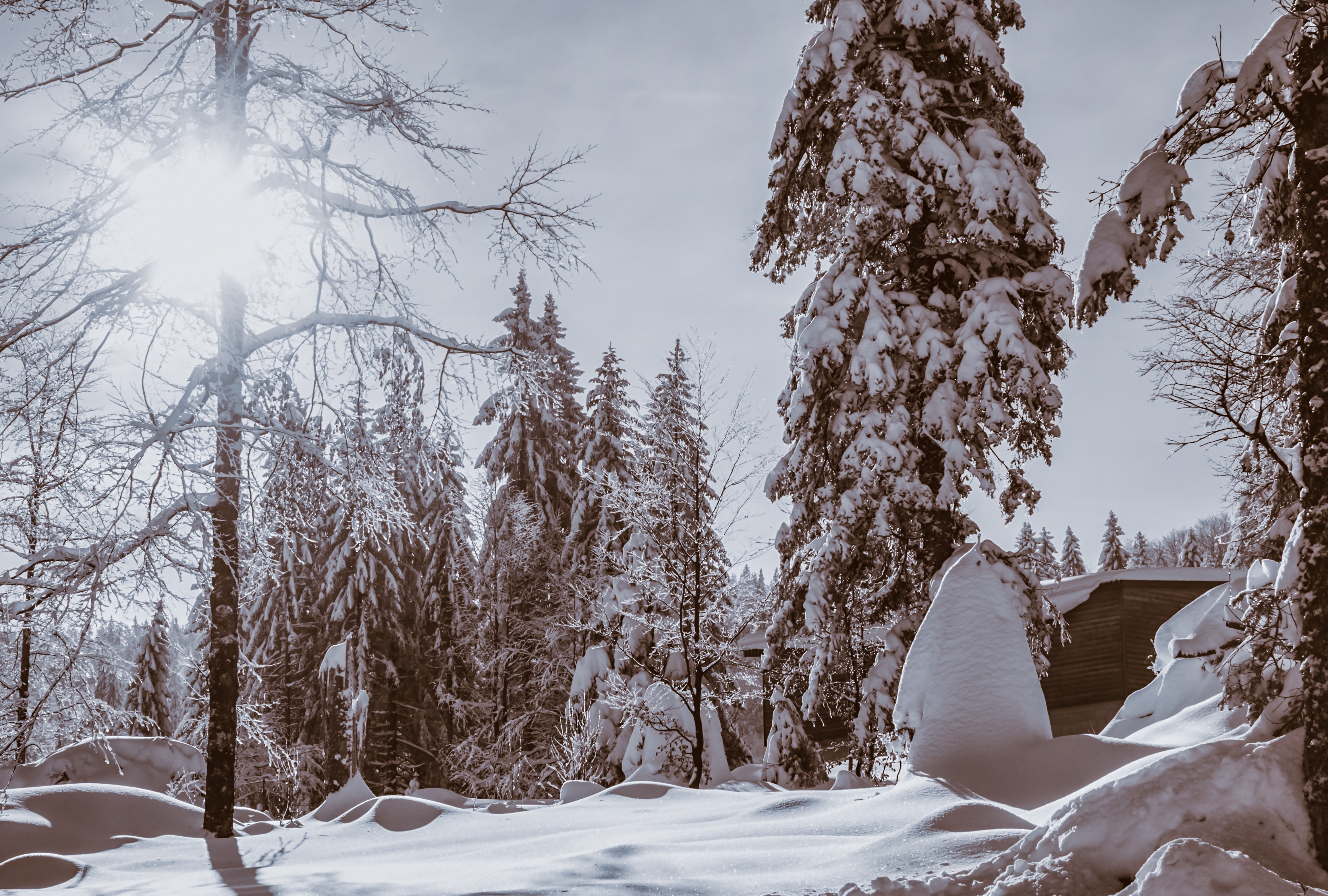 4K Winter Forest Covered in Snow HD Wallpaper