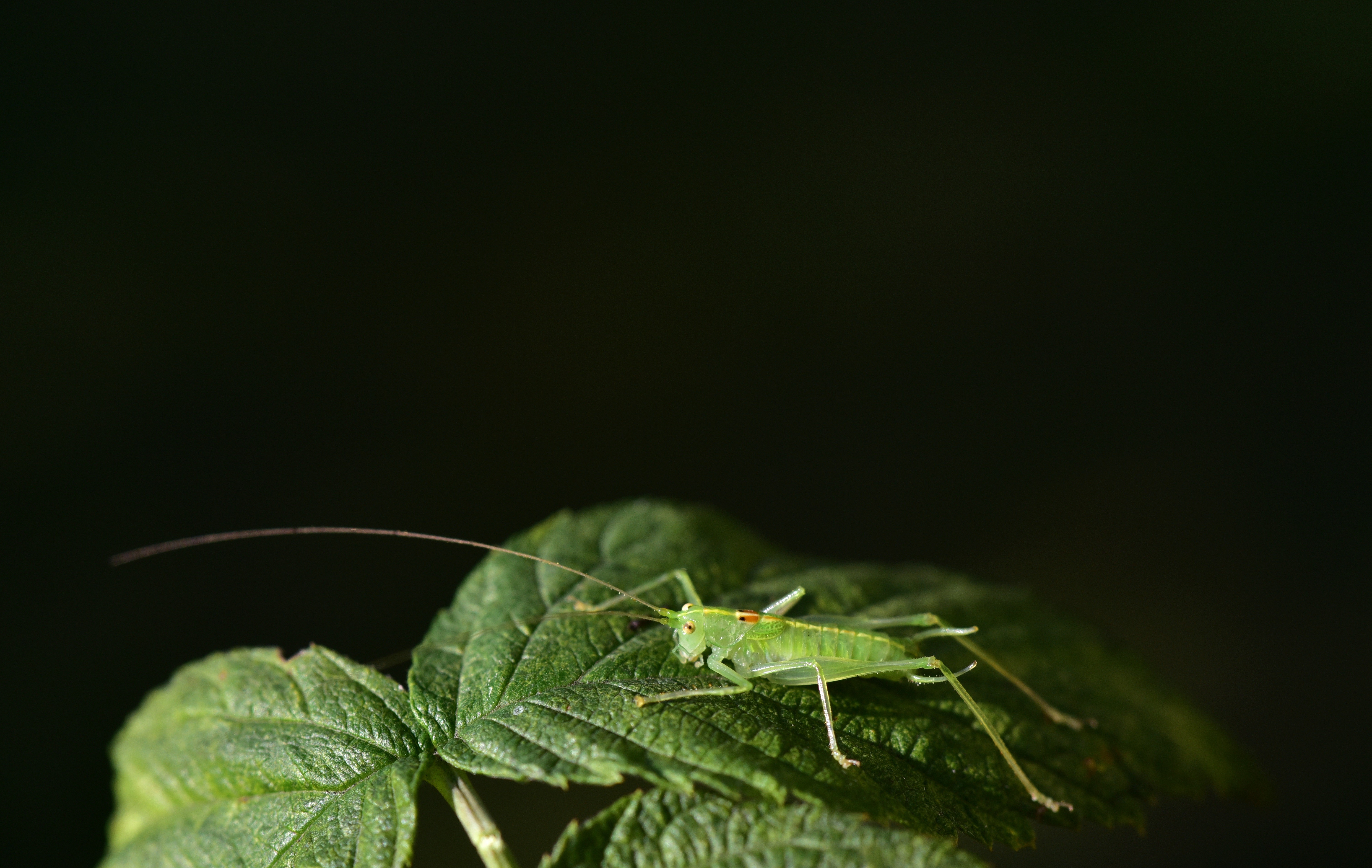 Green Grasshopper on Leaf HD Wallpaper
