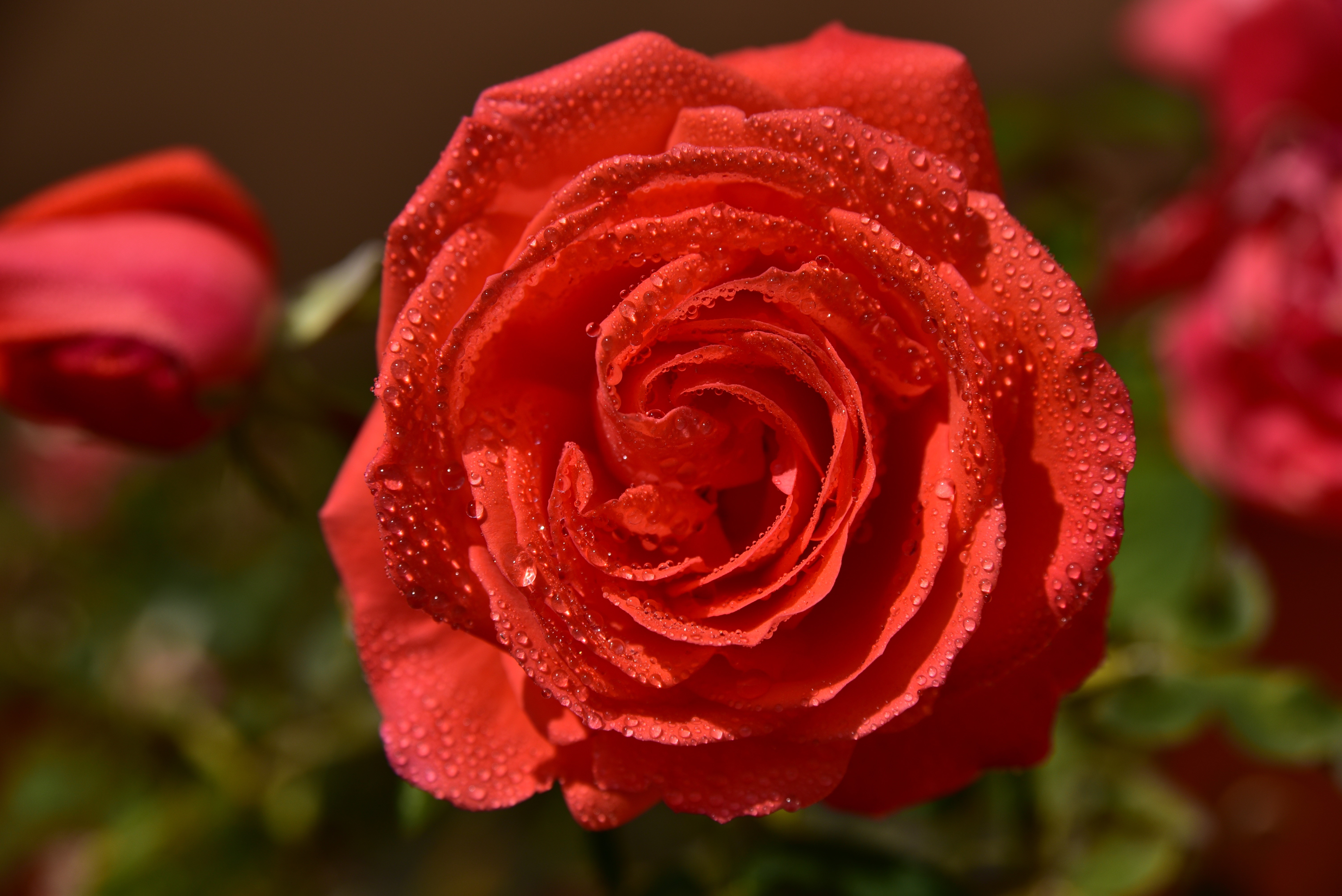 Red Rose with Water Drops HD Wallpaper