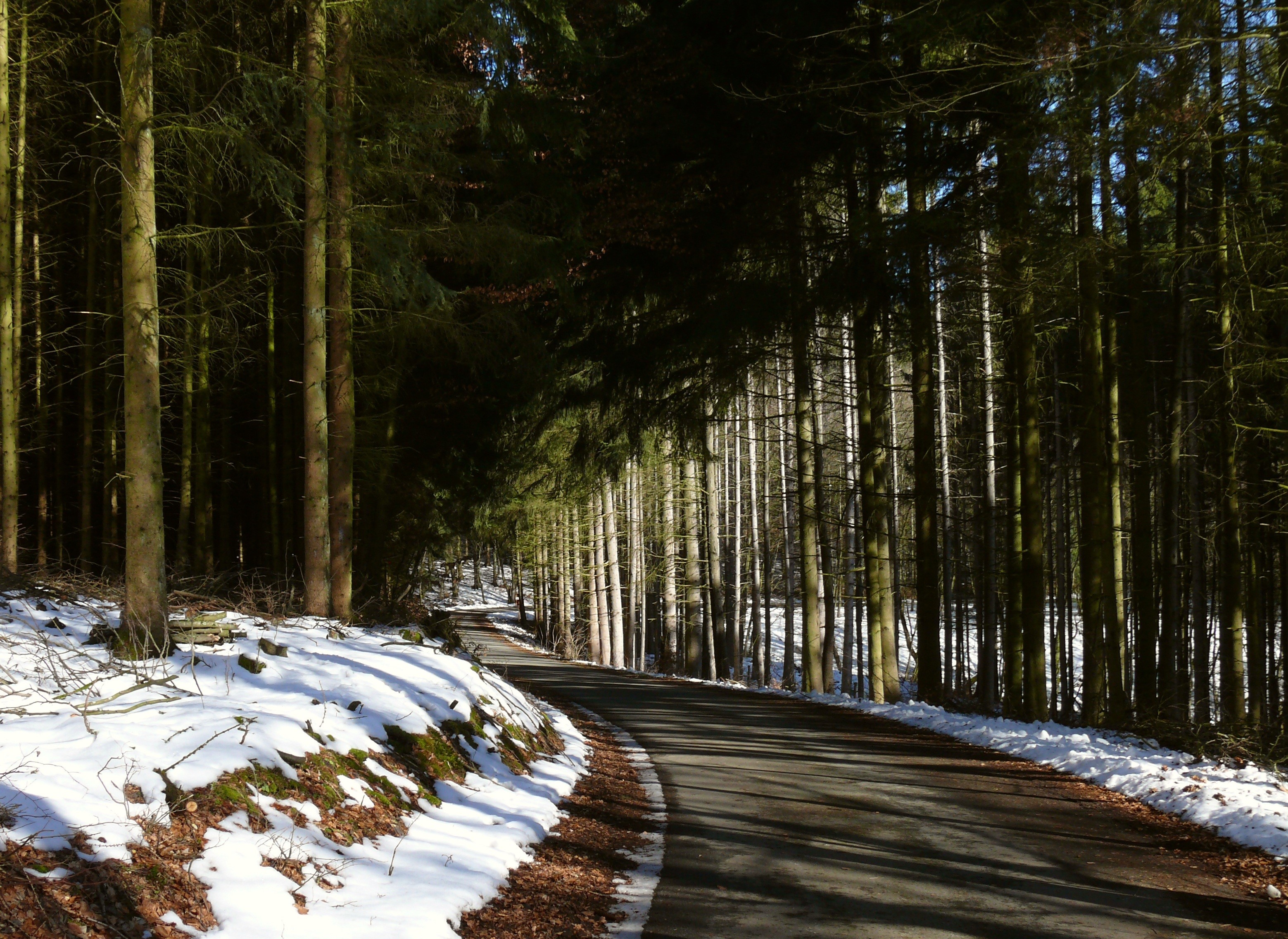 Winding road through a snowy forest with tall trees HD Wallpaper