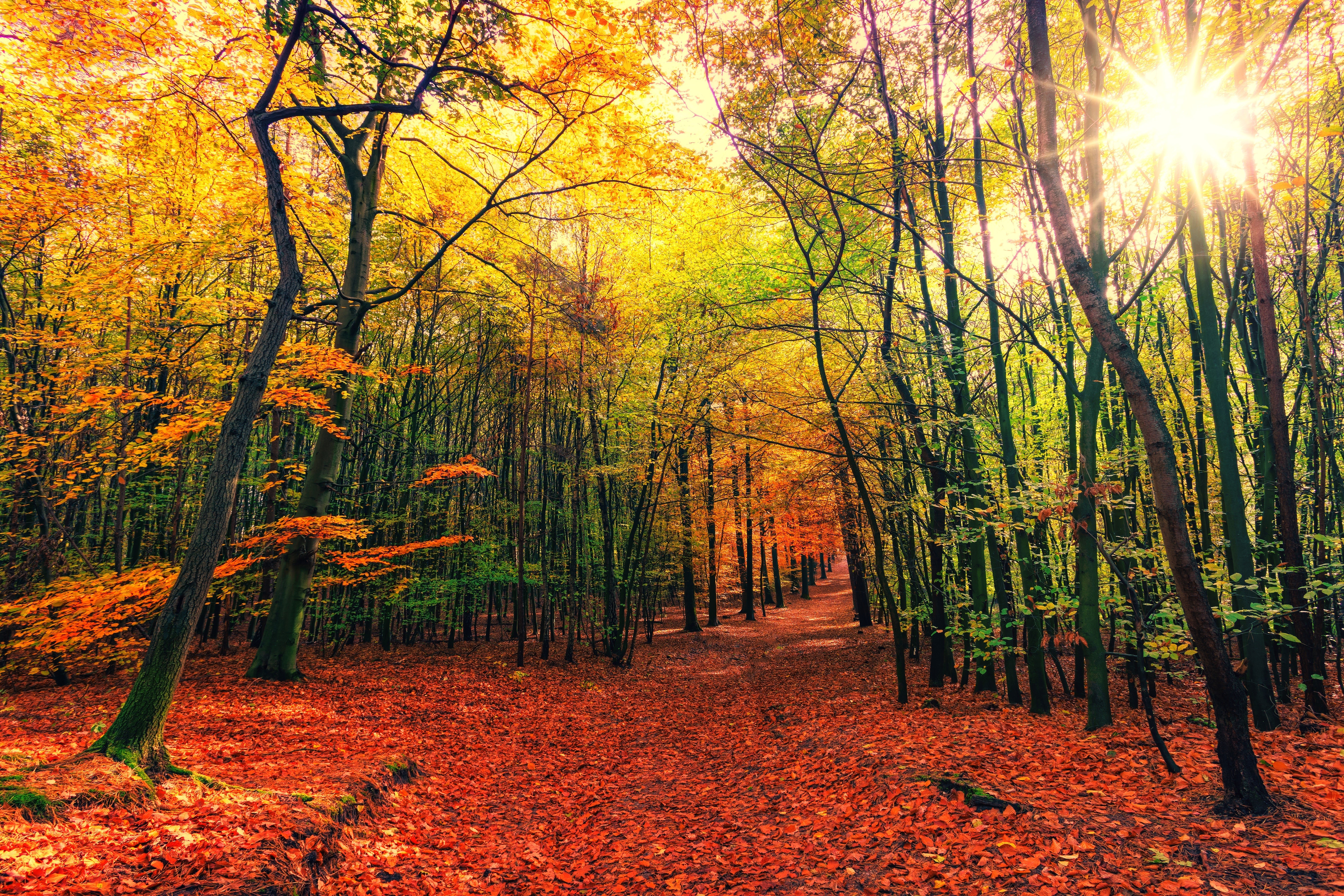 Autumn forest path with sun rays HD Wallpaper