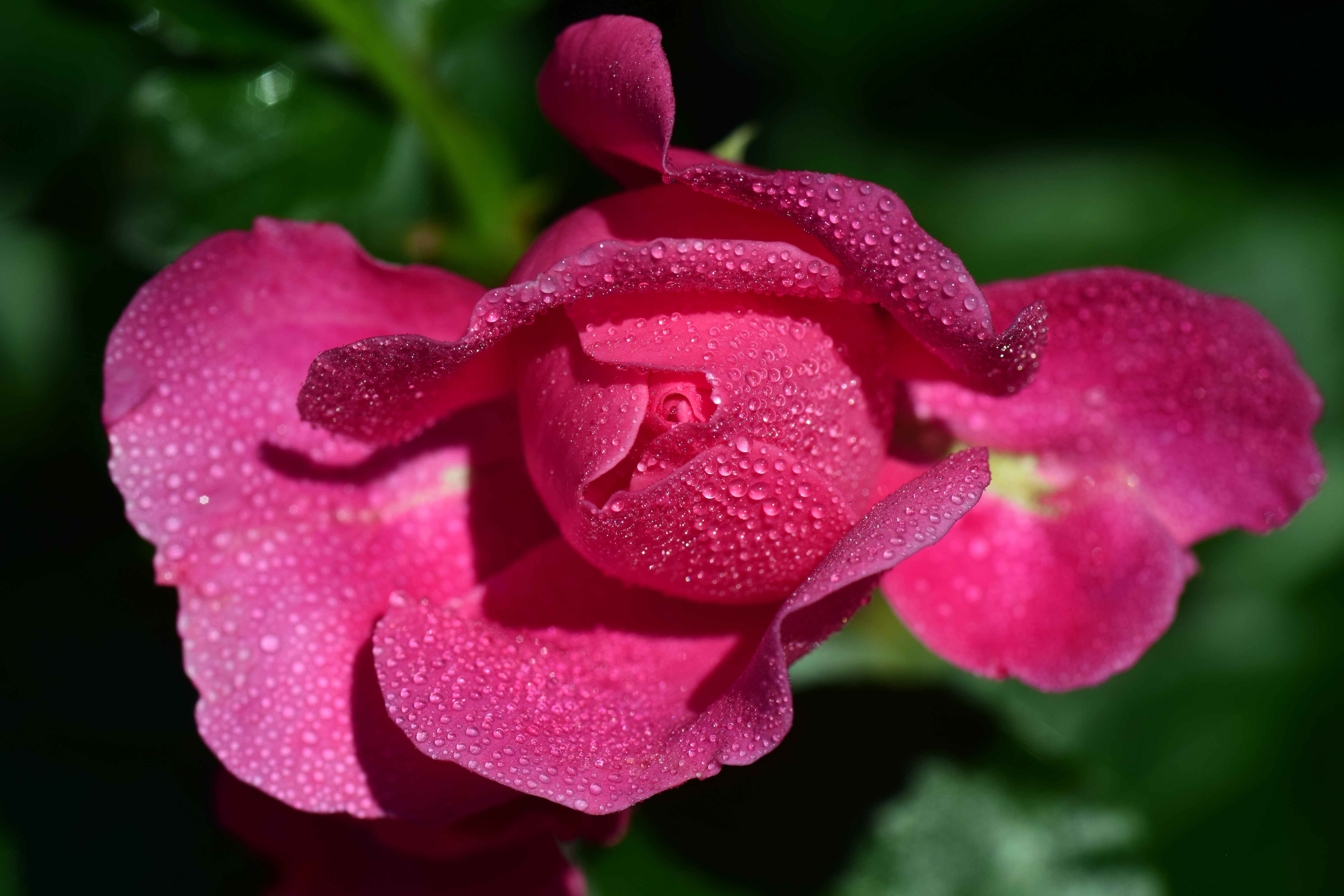 Pink rose with water drops HD Wallpaper