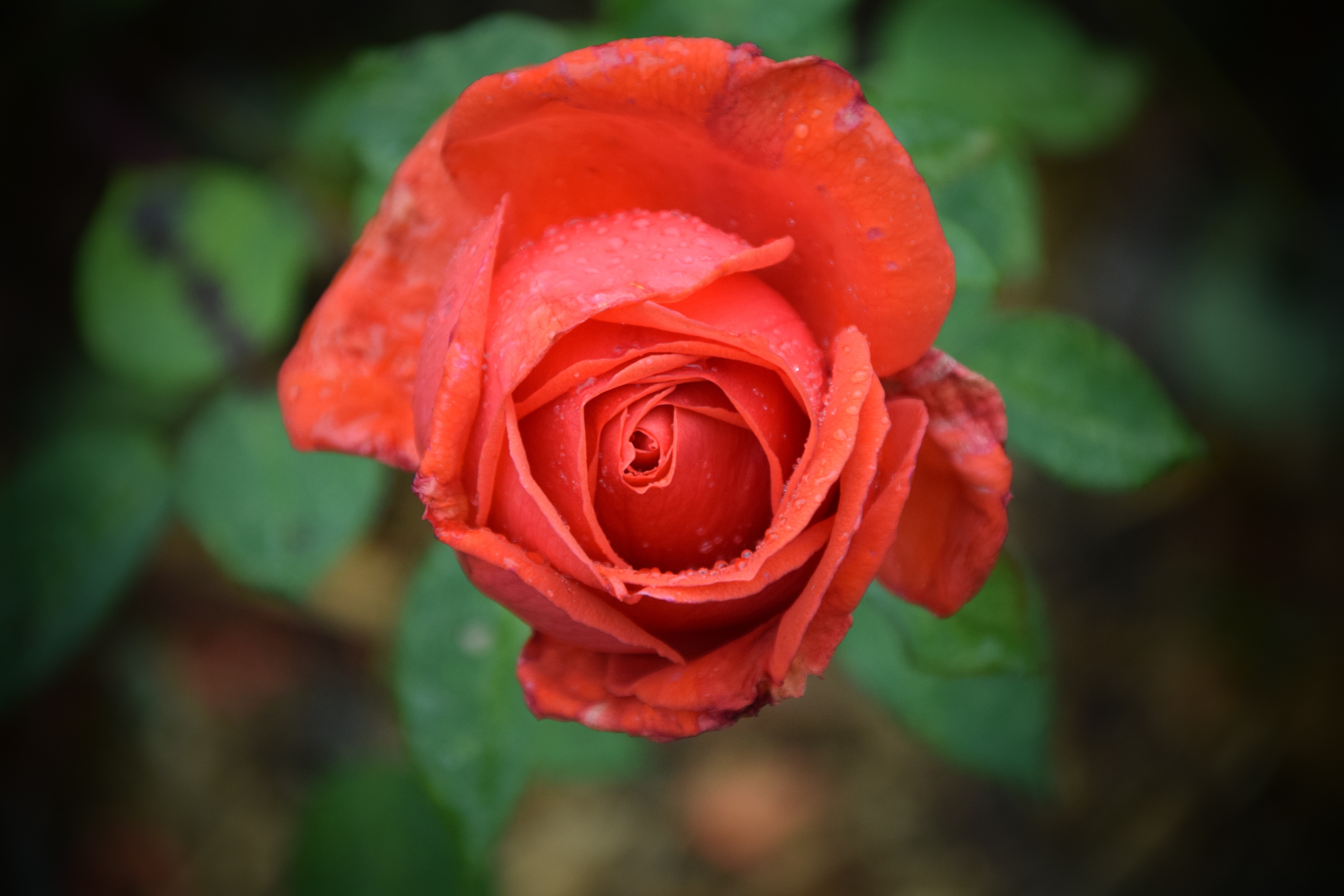 Red Rose with Water Drops HD Wallpaper
