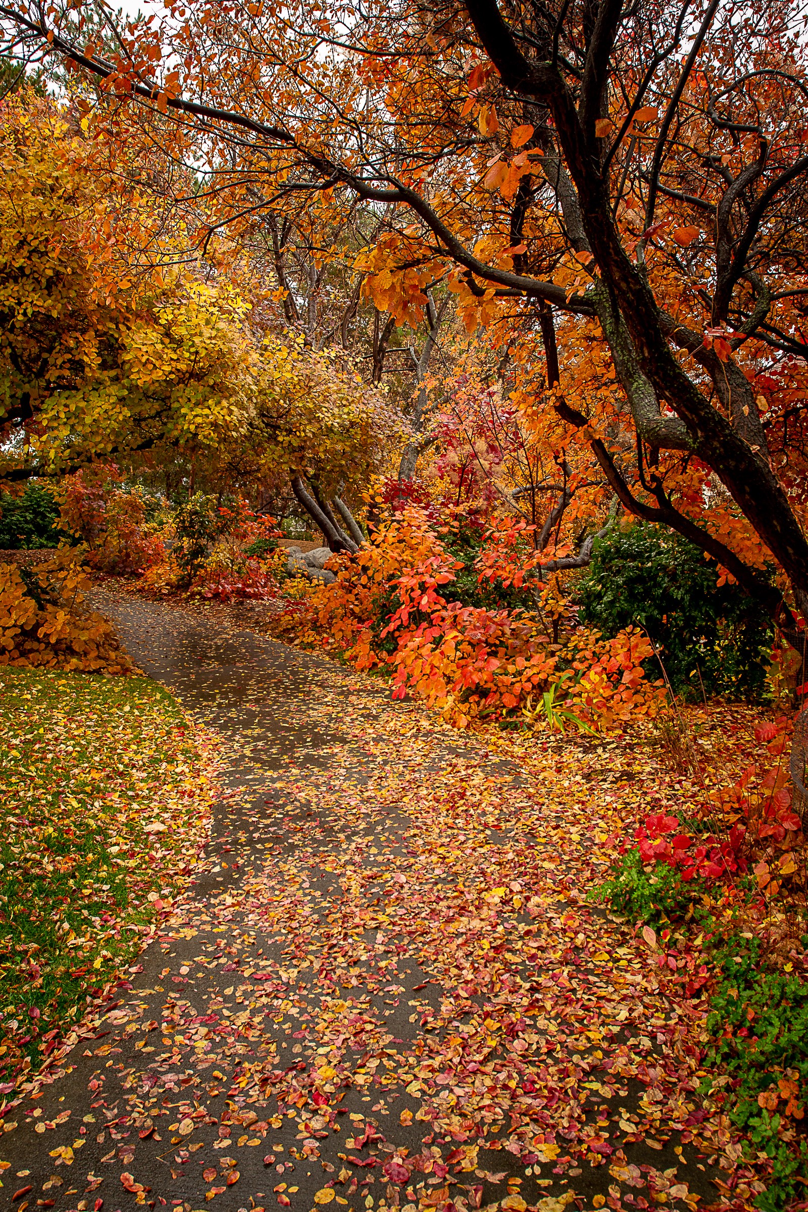 Autumn path covered in fallen leaves and colorful trees HD Phone Wallpaper