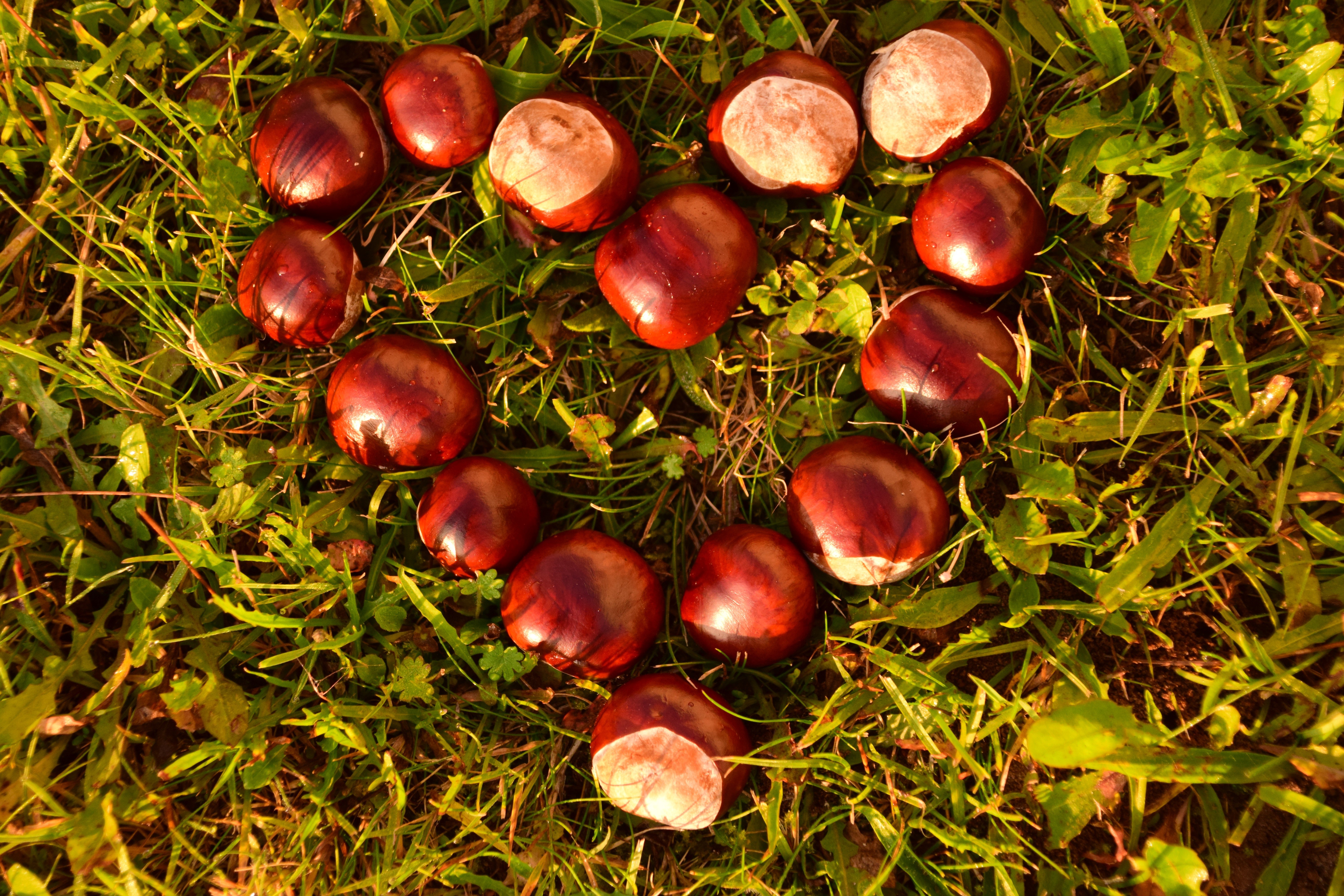 Chestnuts arranged in a heart shape on grass HD Wallpaper