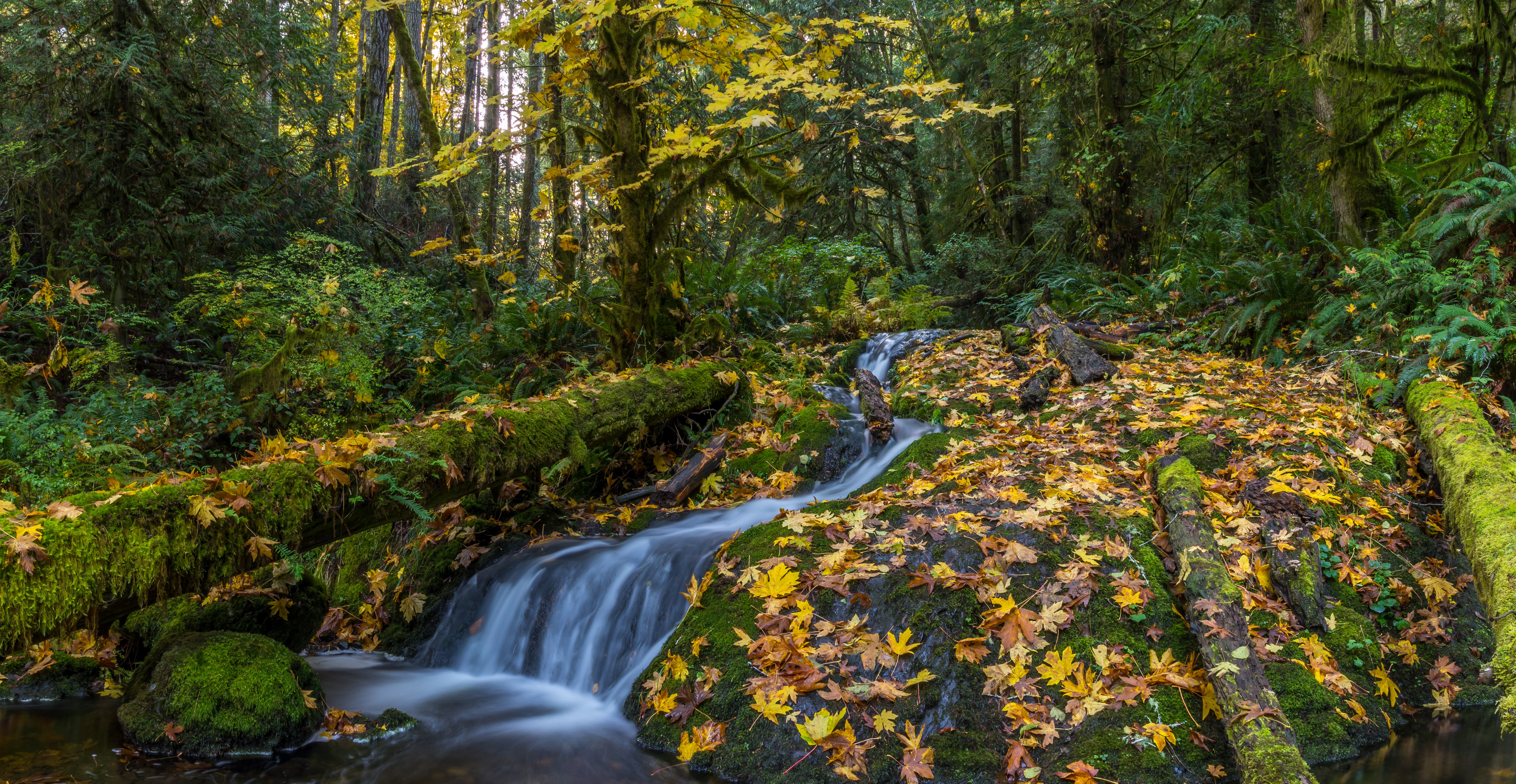 Matheson Creek Waterfall in Autumn Forest, Canada HD Wallpaper