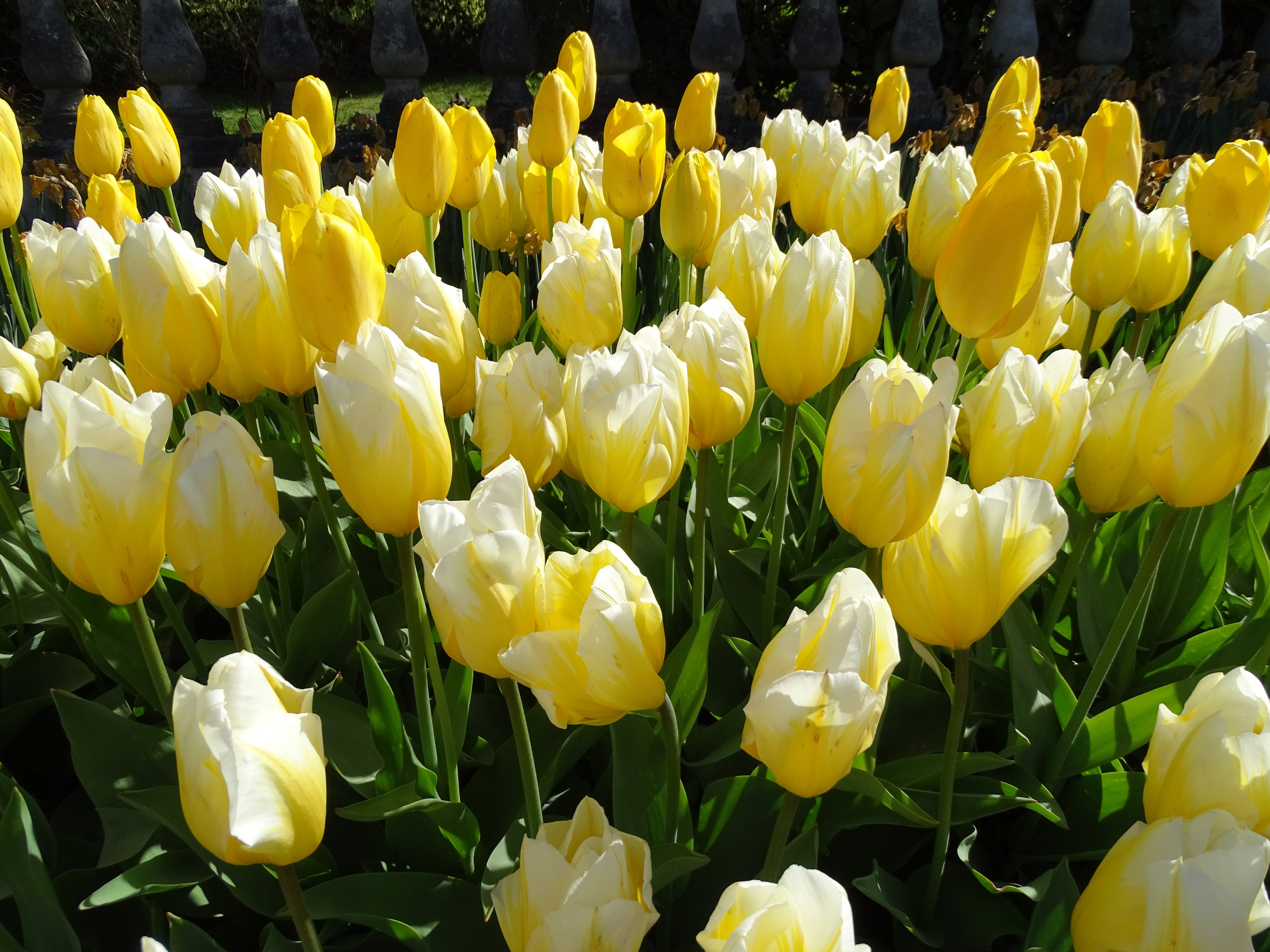 Many Yellow and White Tulips HD Wallpaper