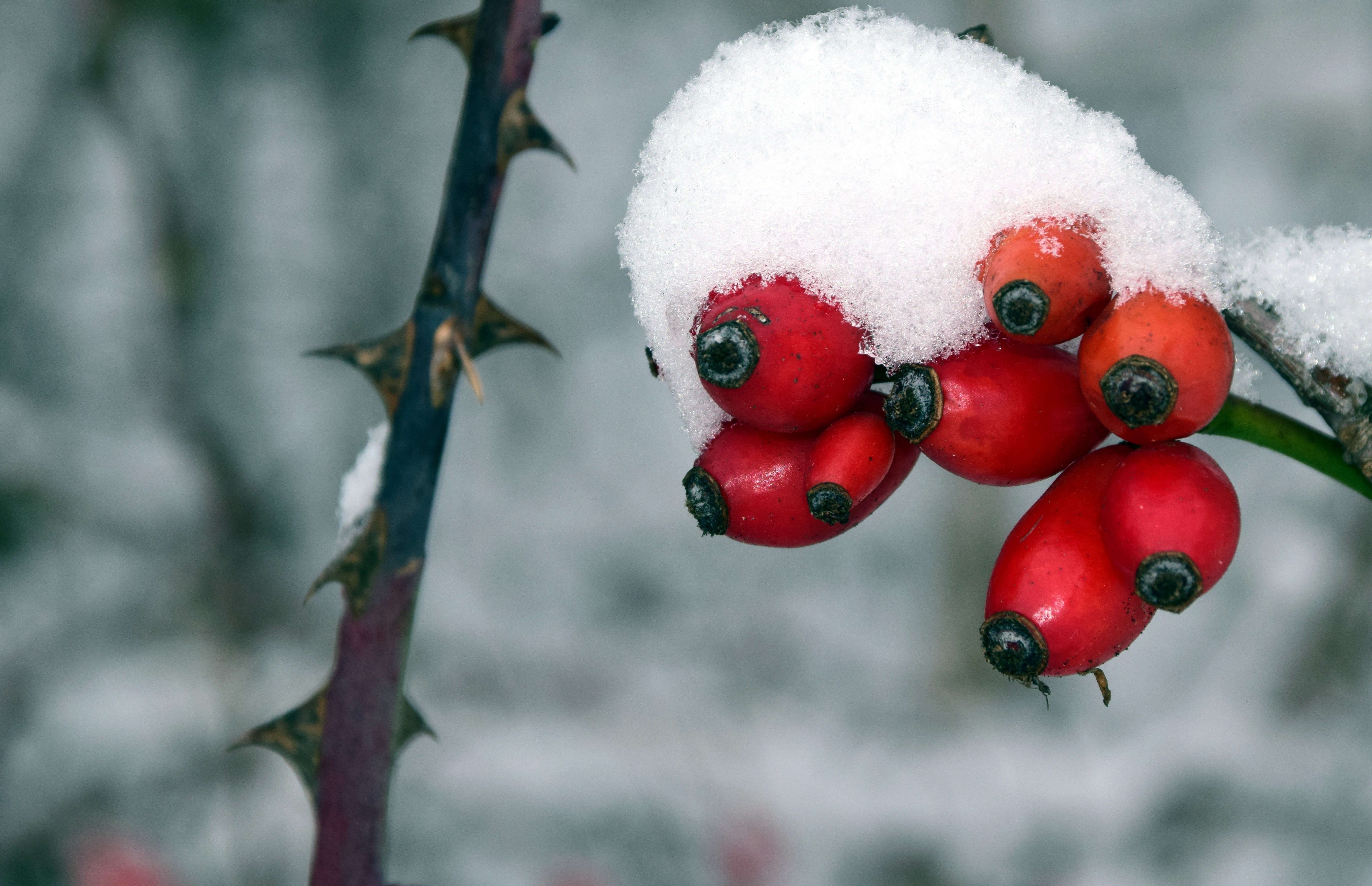 Rose hips covered in snow with thorns HD Wallpaper