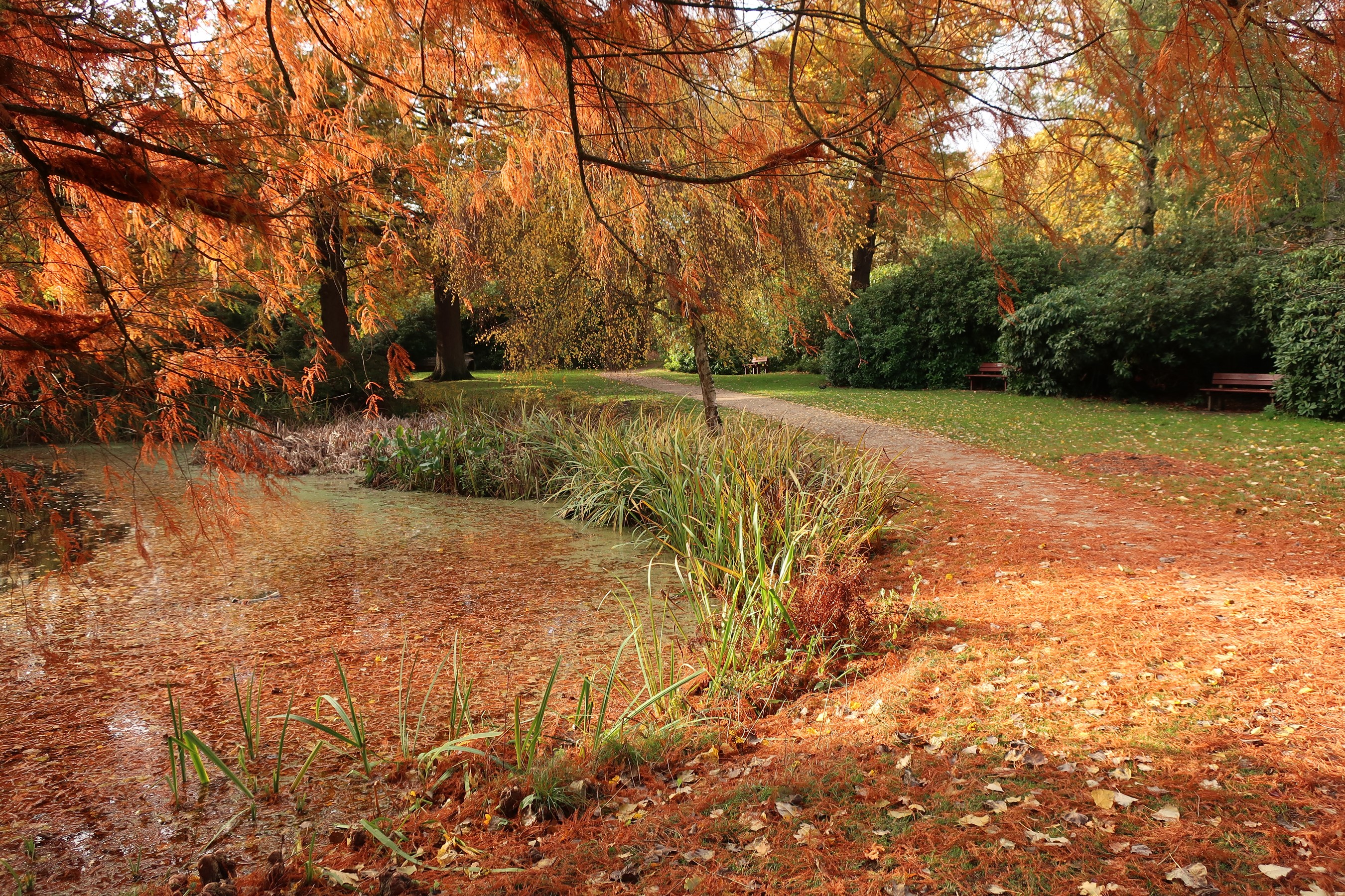 Autumn pond and path in Bushy Park, London HD Wallpaper