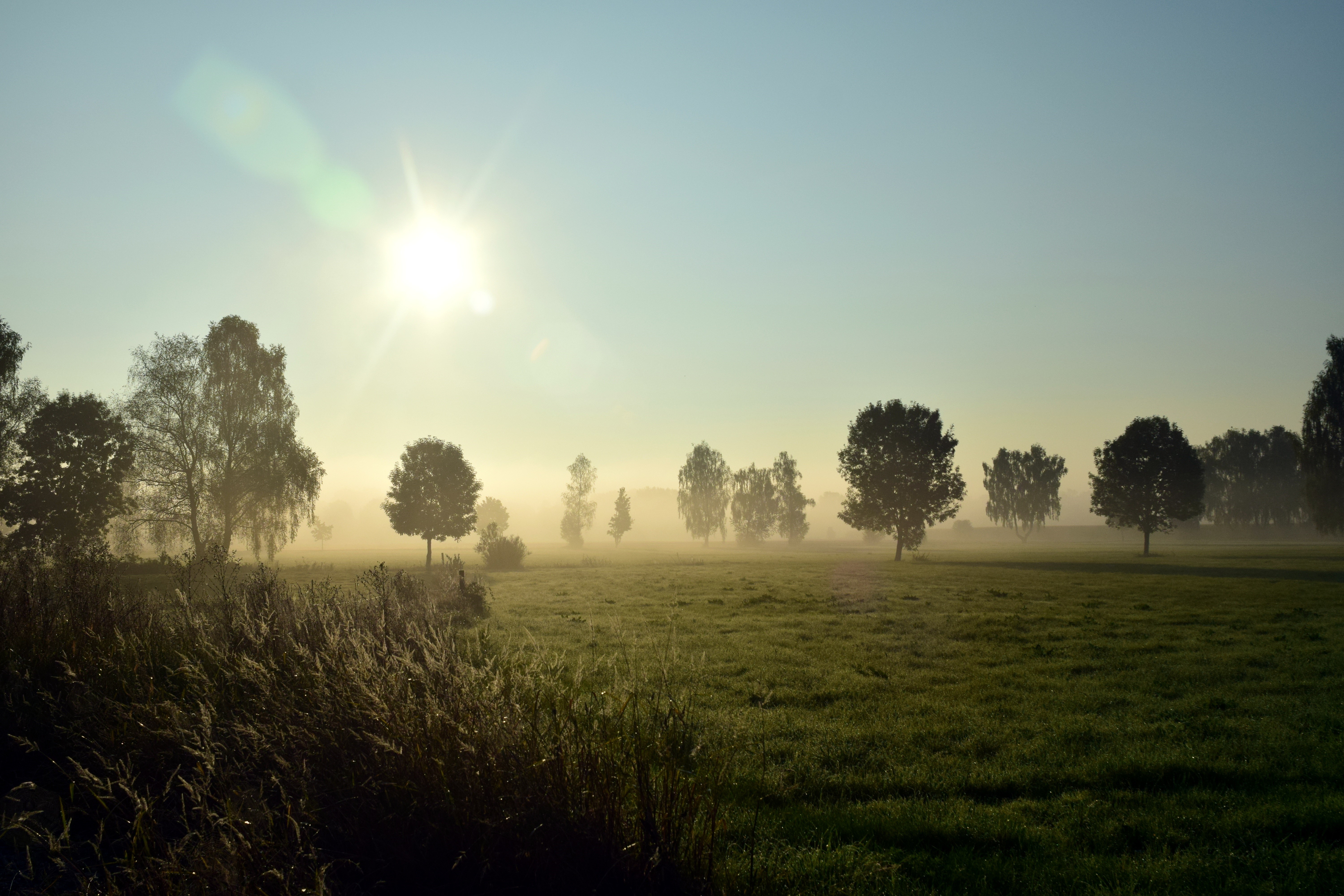 Sunrise over a foggy grassland with trees HD Wallpaper