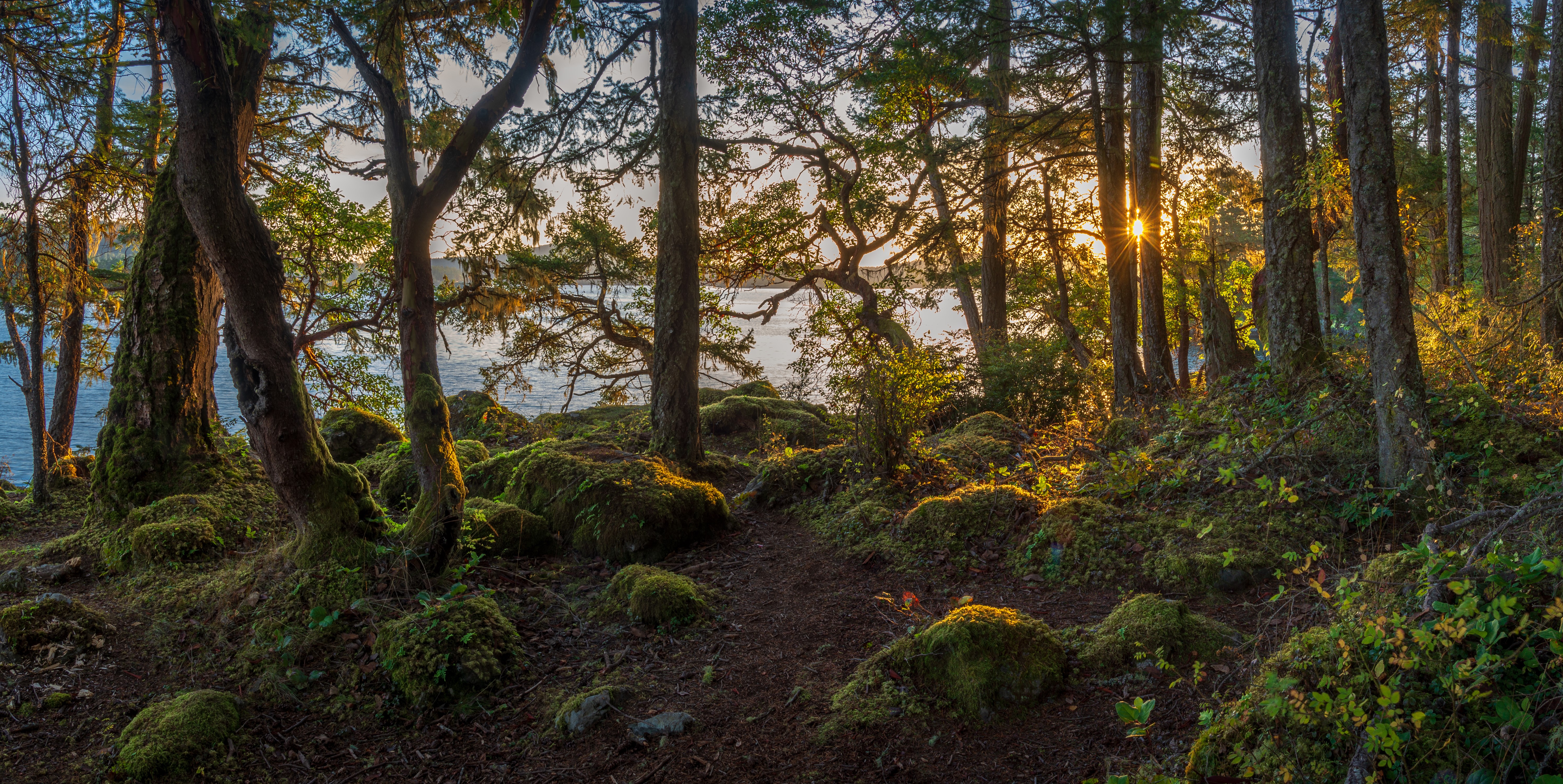 Forest path by the water at sunset in East Sooke Park HD Wallpaper