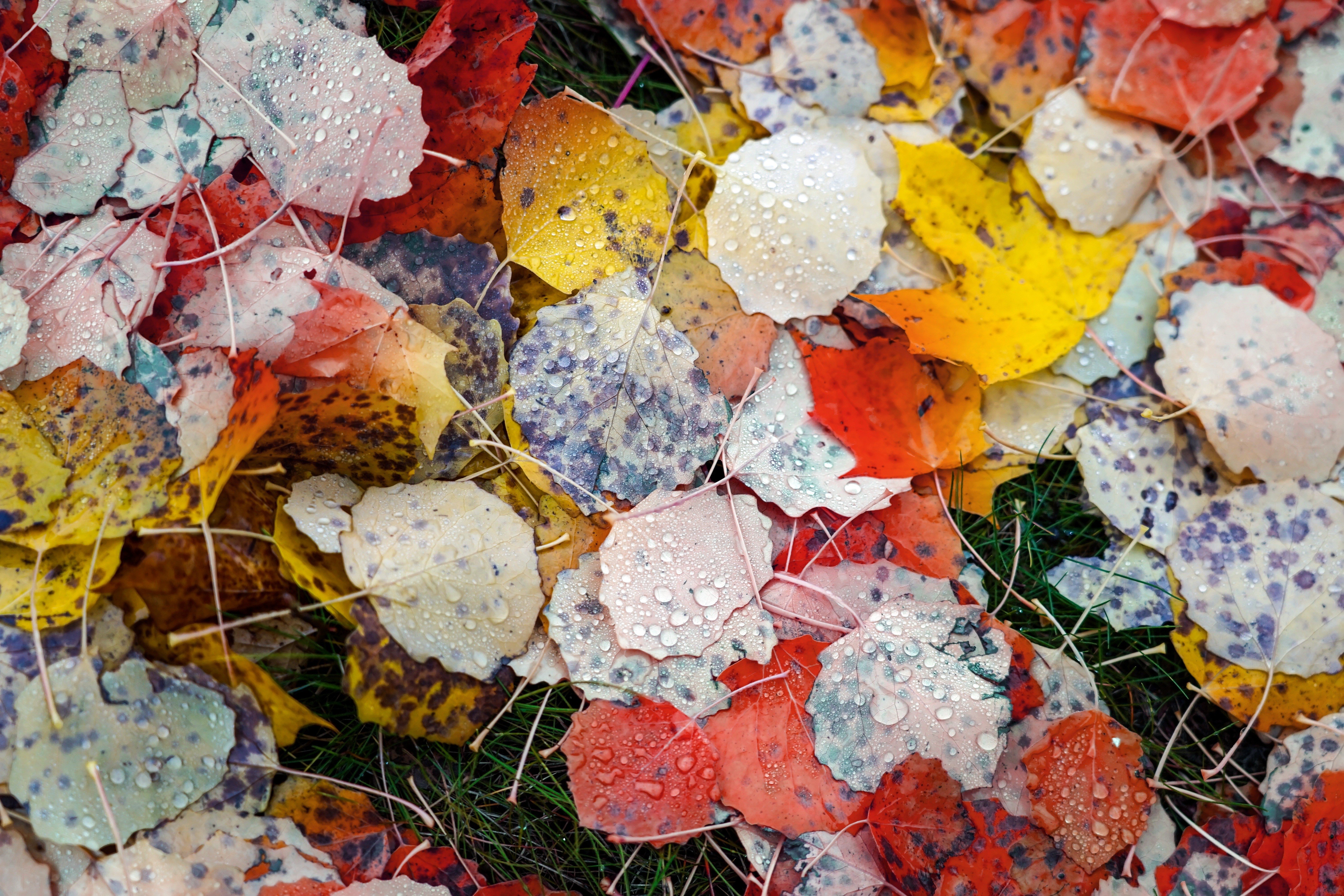 Autumn leaves with water drops HD Wallpaper
