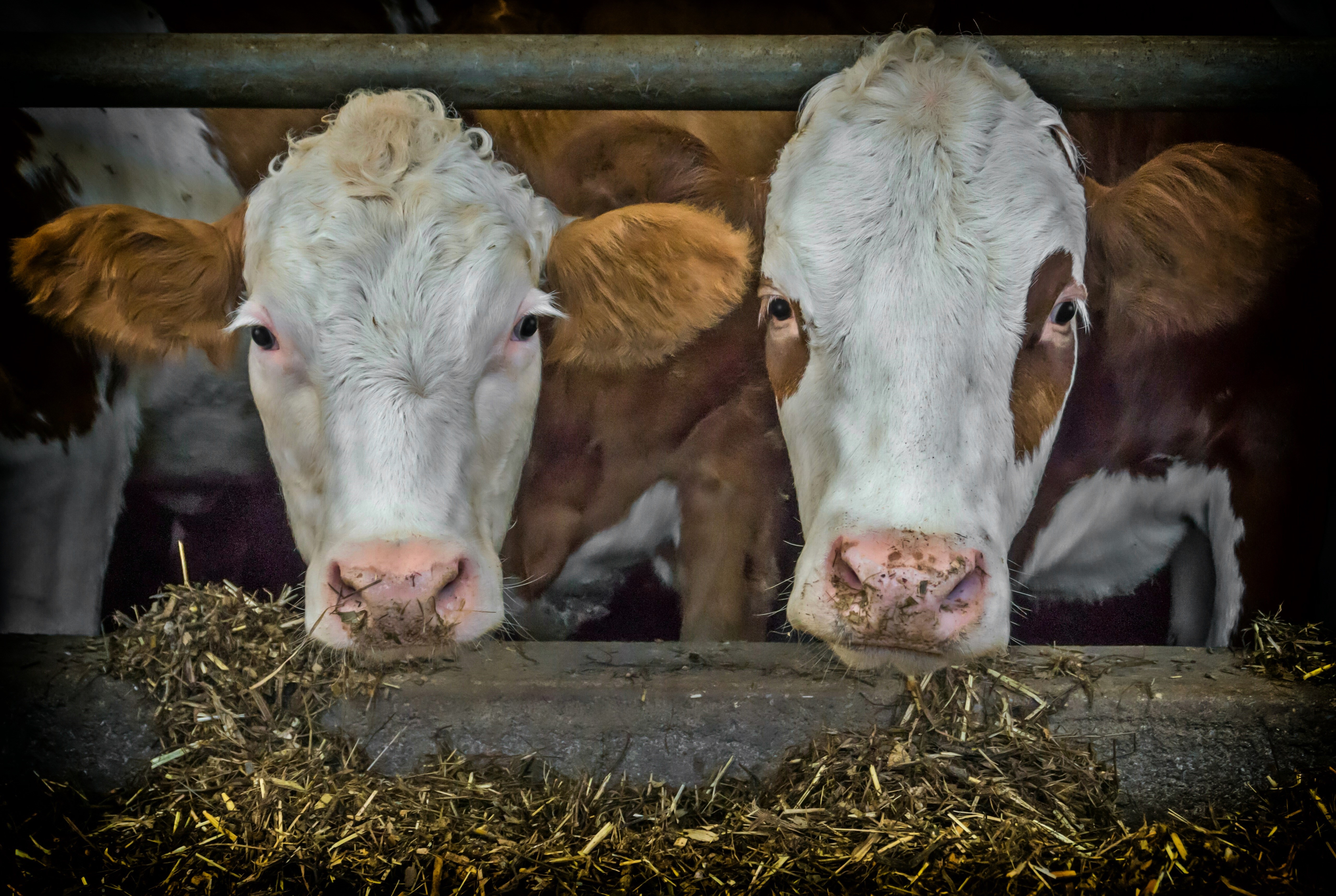 Two cows eating hay HD Wallpaper