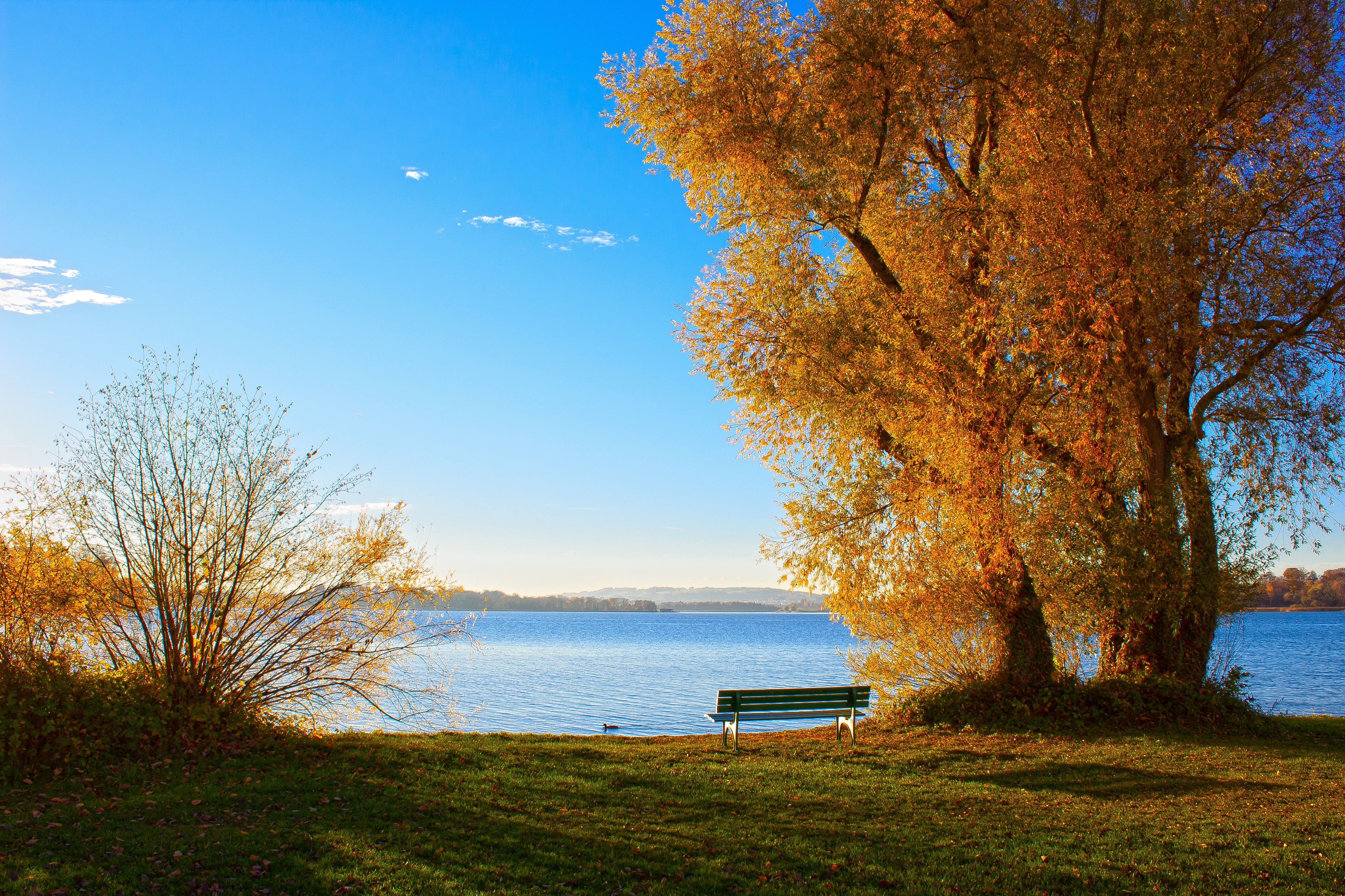Autumn lake with trees and a bench HD Wallpaper