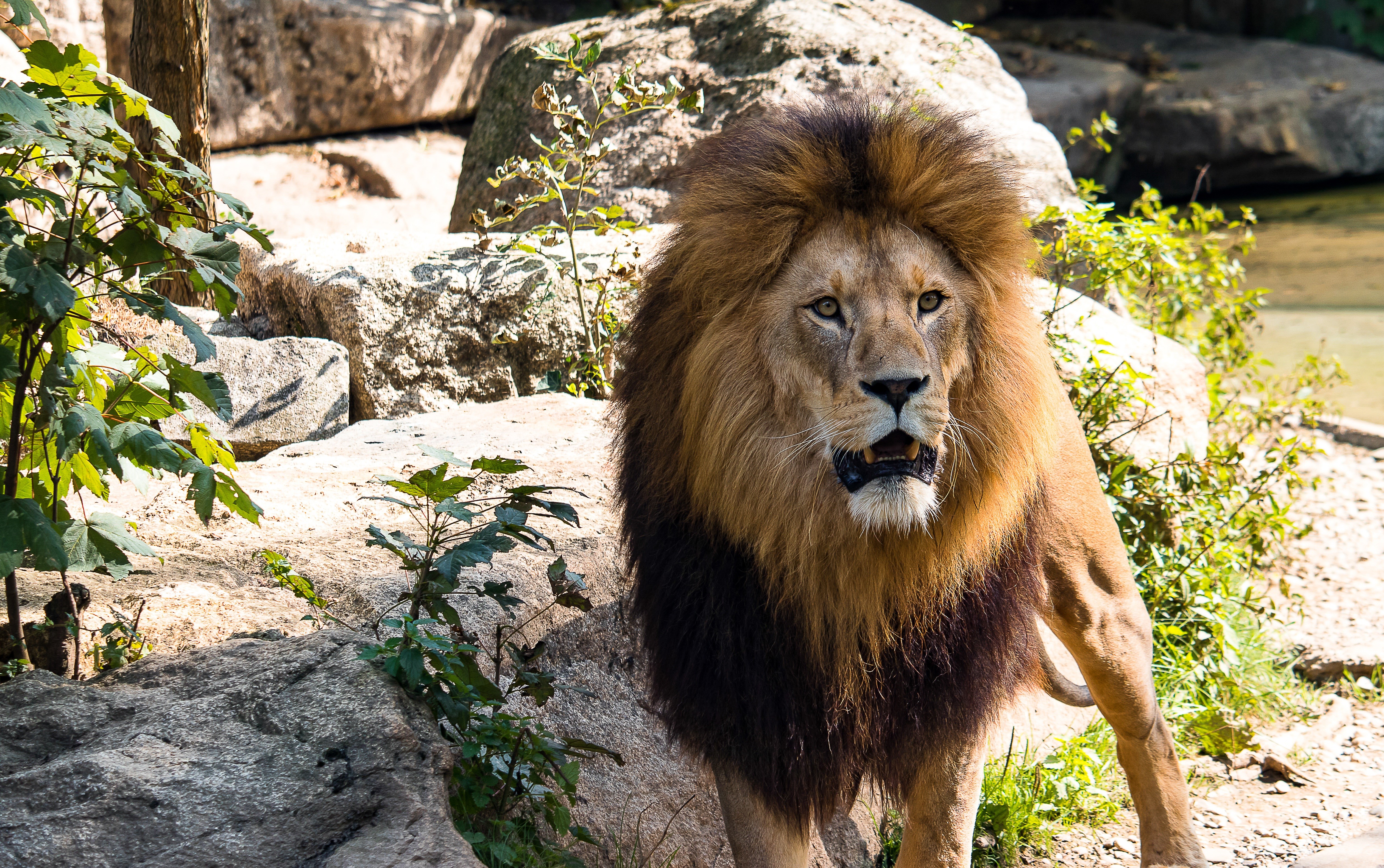 Lion with mane in rocky environment HD Wallpaper