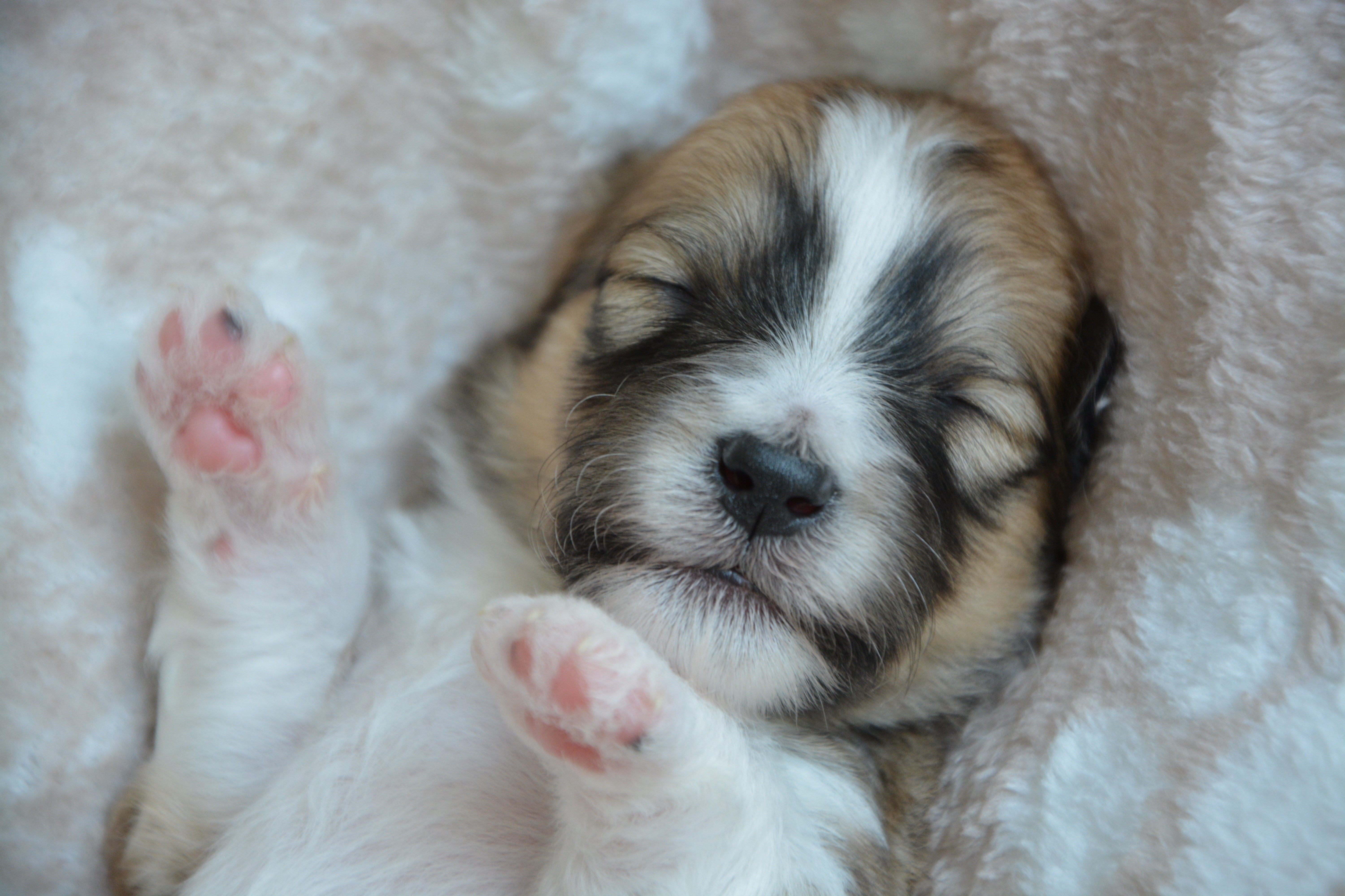Puppy sleeping on a fluffy blanket HD Wallpaper