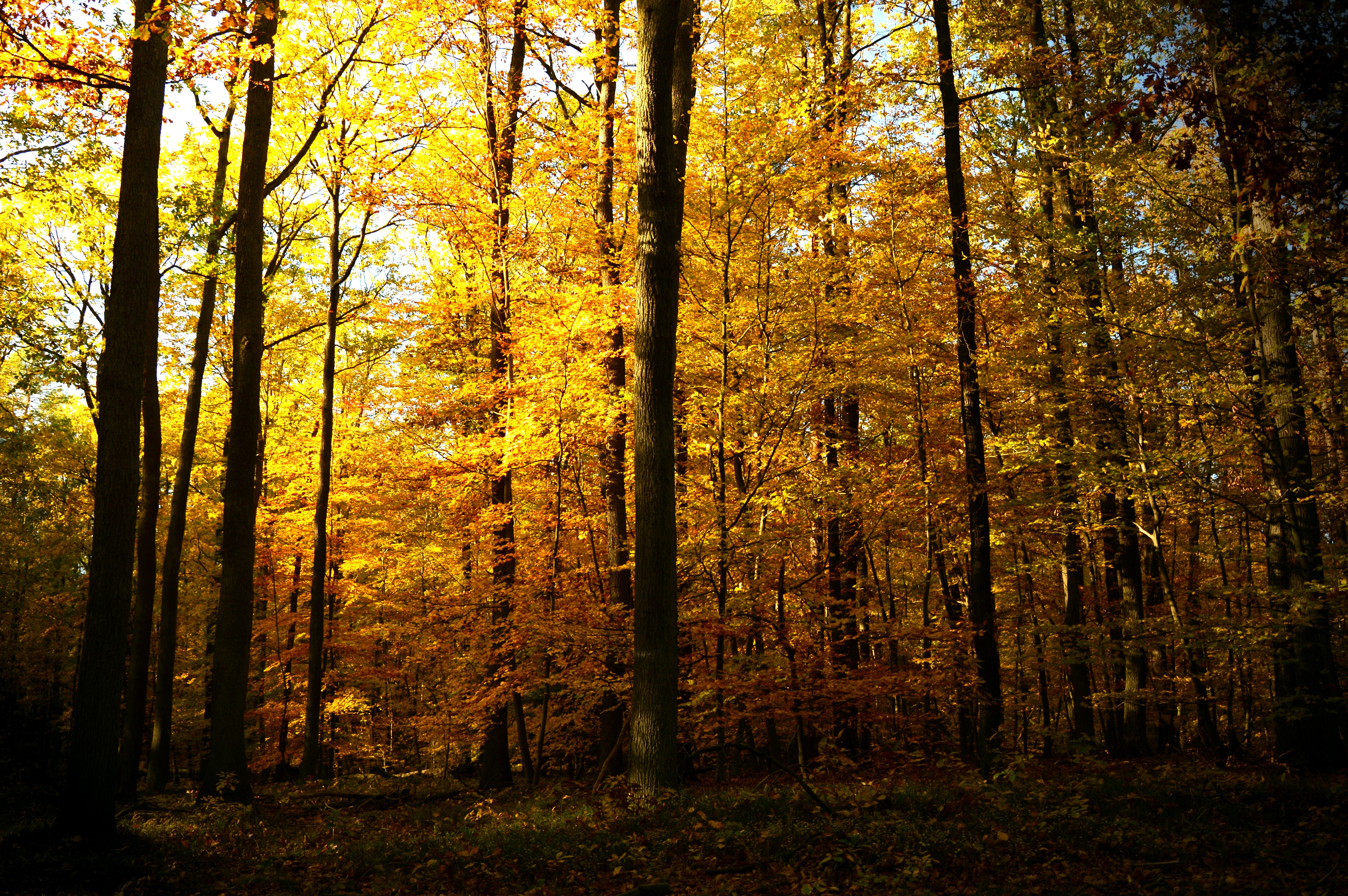 Autumn forest with golden trees HD Wallpaper