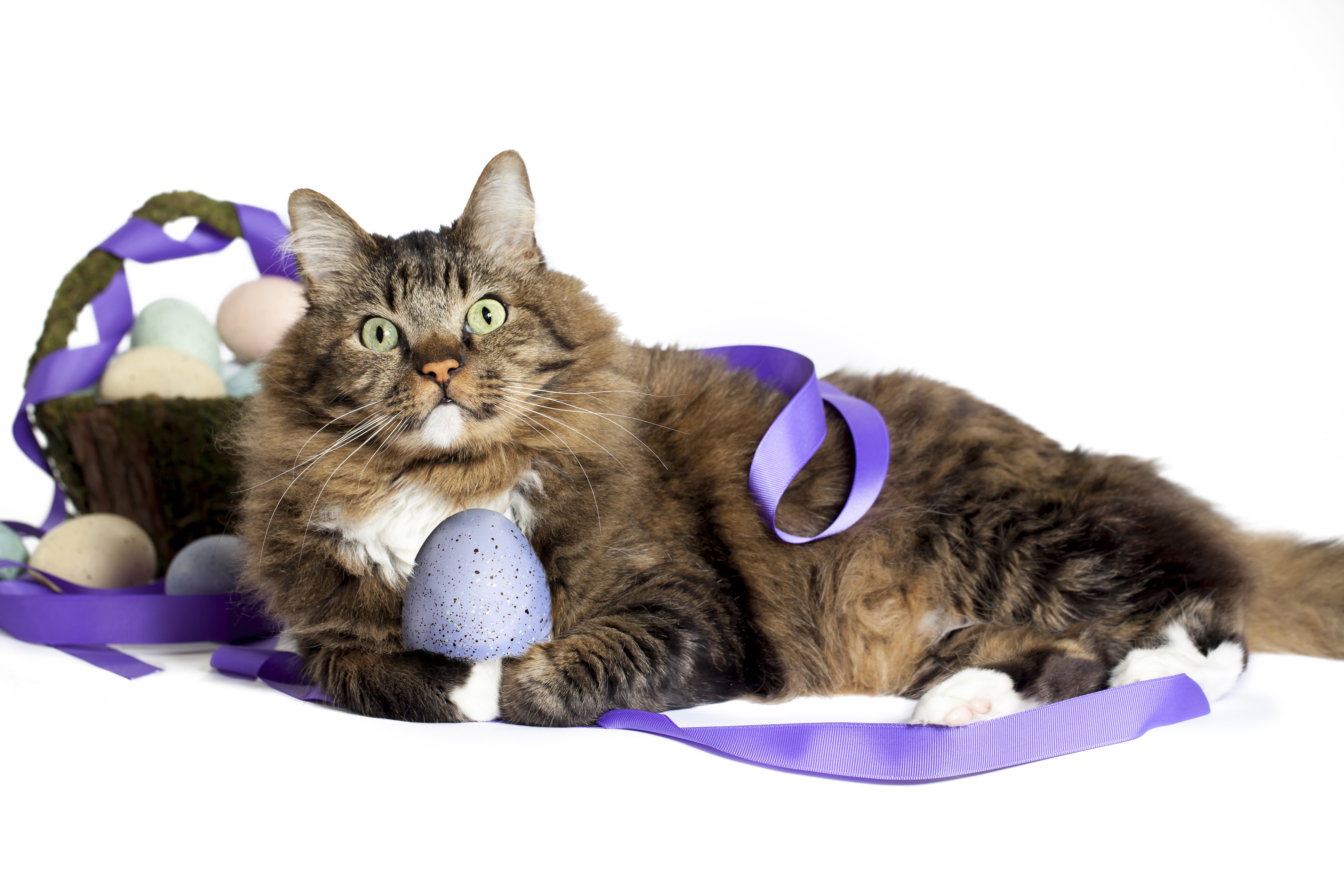 Cat with Easter Eggs and Purple Ribbon HD Wallpaper