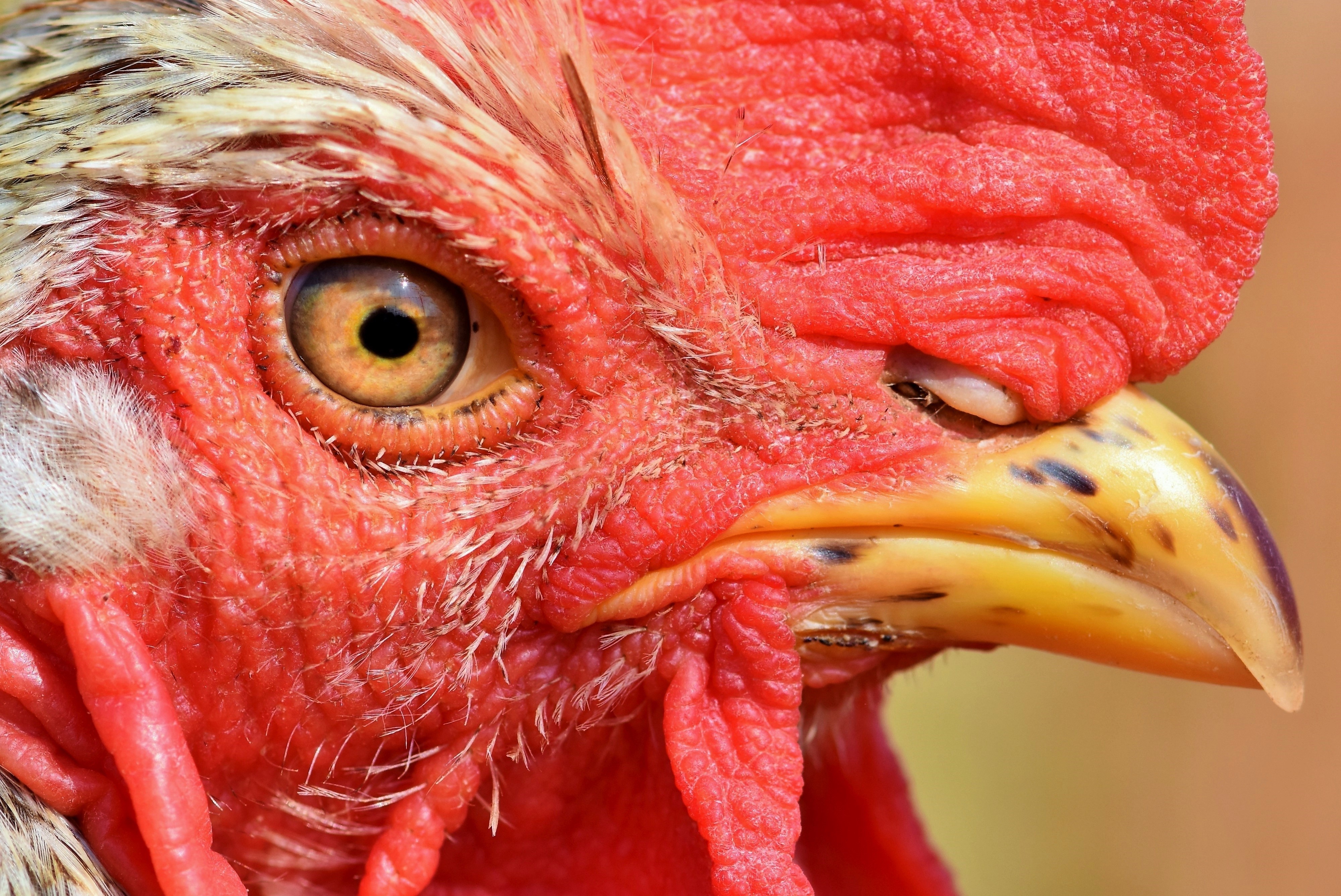 Closeup of a Rooster's Eye and Beak HD Wallpaper