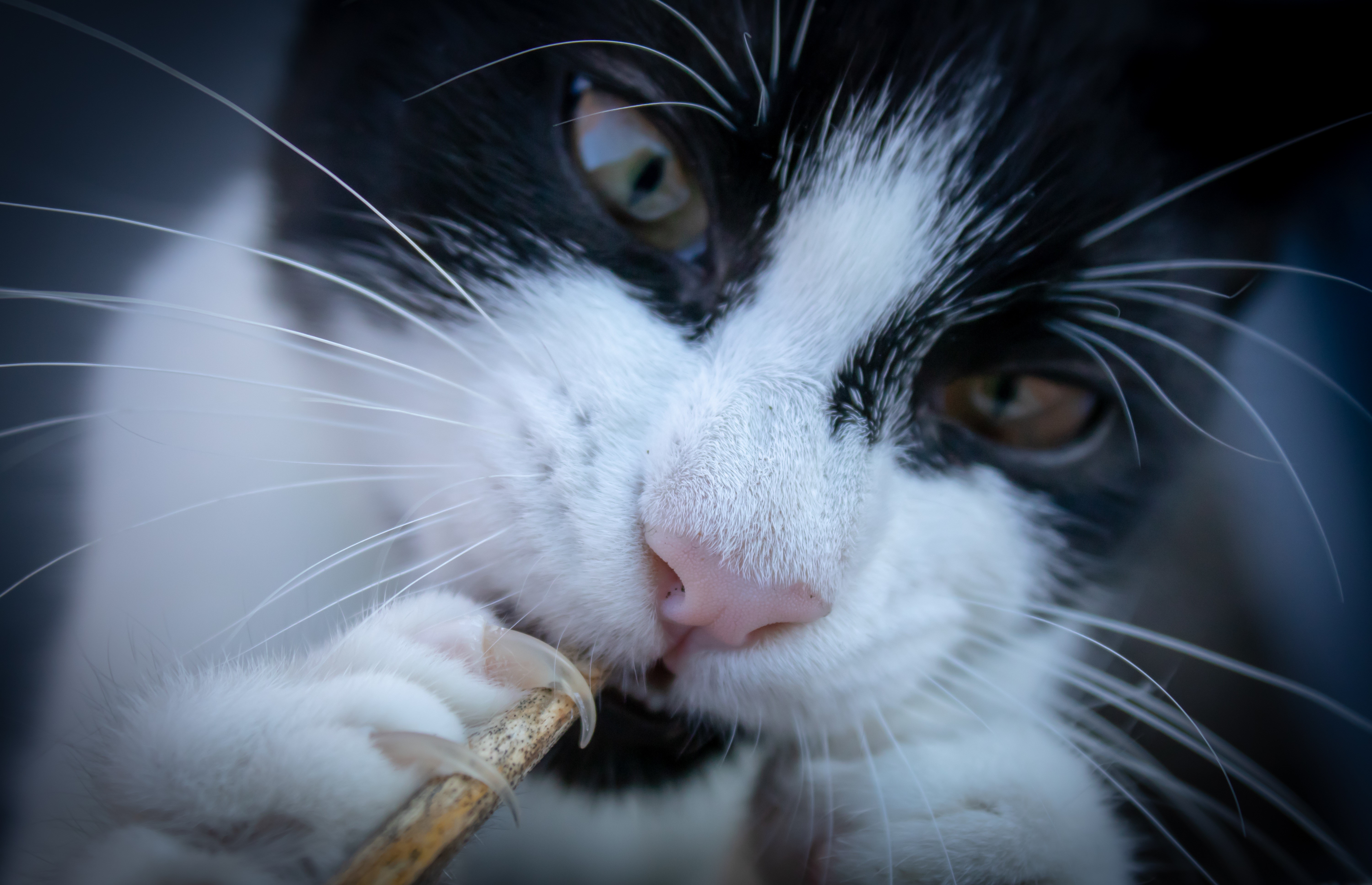Black and white cat chewing on a stick HD Wallpaper