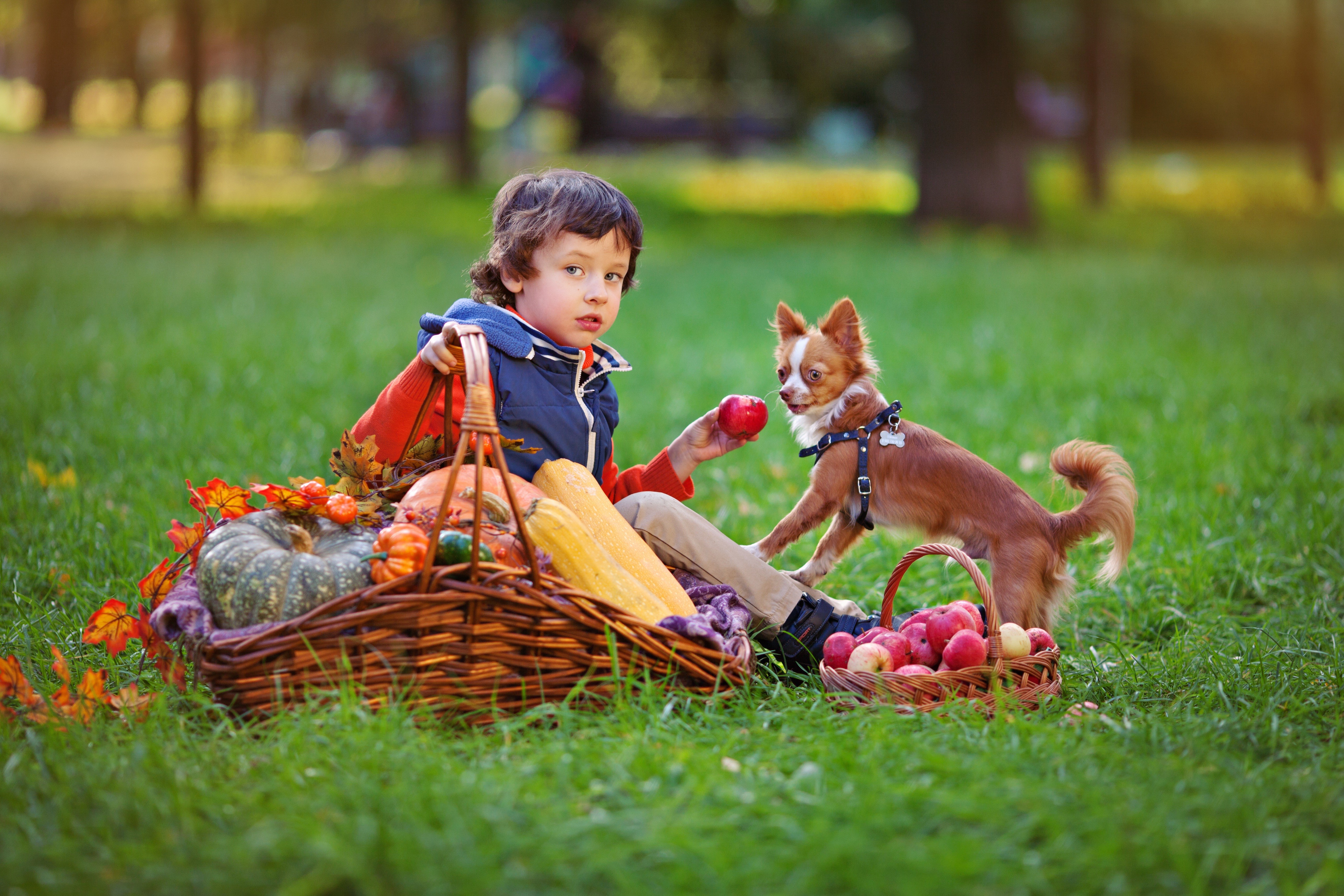 Boy and Chihuahua with Autumn Harvest HD Wallpaper