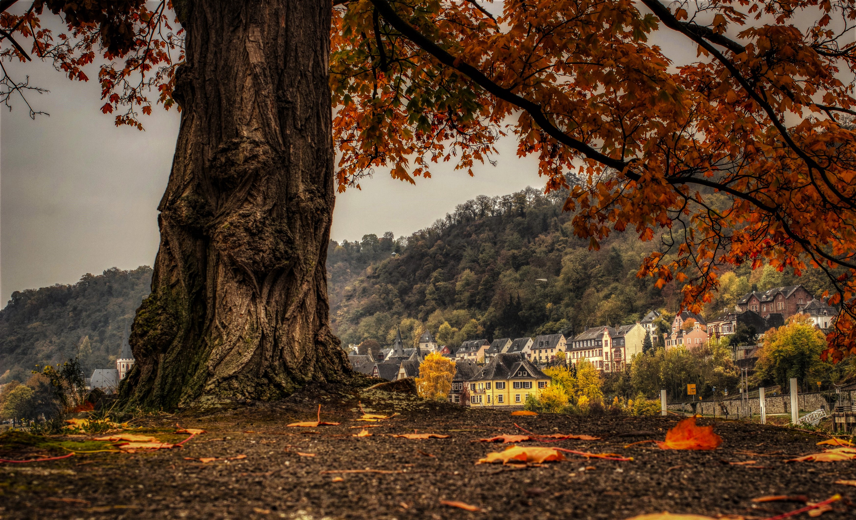 Autumn in Sankt Goar, Germany with a large tree HD Wallpaper