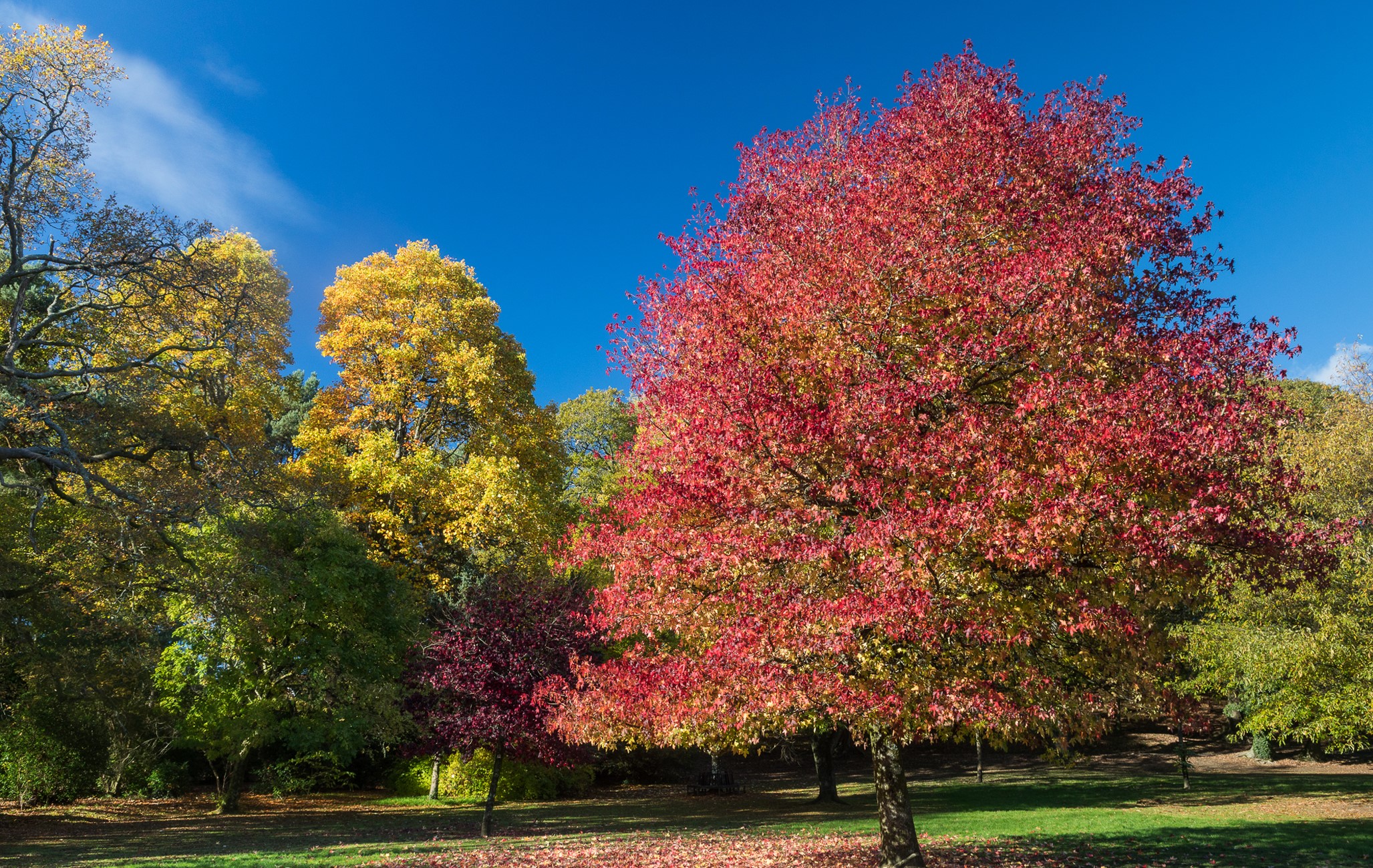 Autumn trees in Clyne Gardens, Swansea, United Kingdom HD Wallpaper