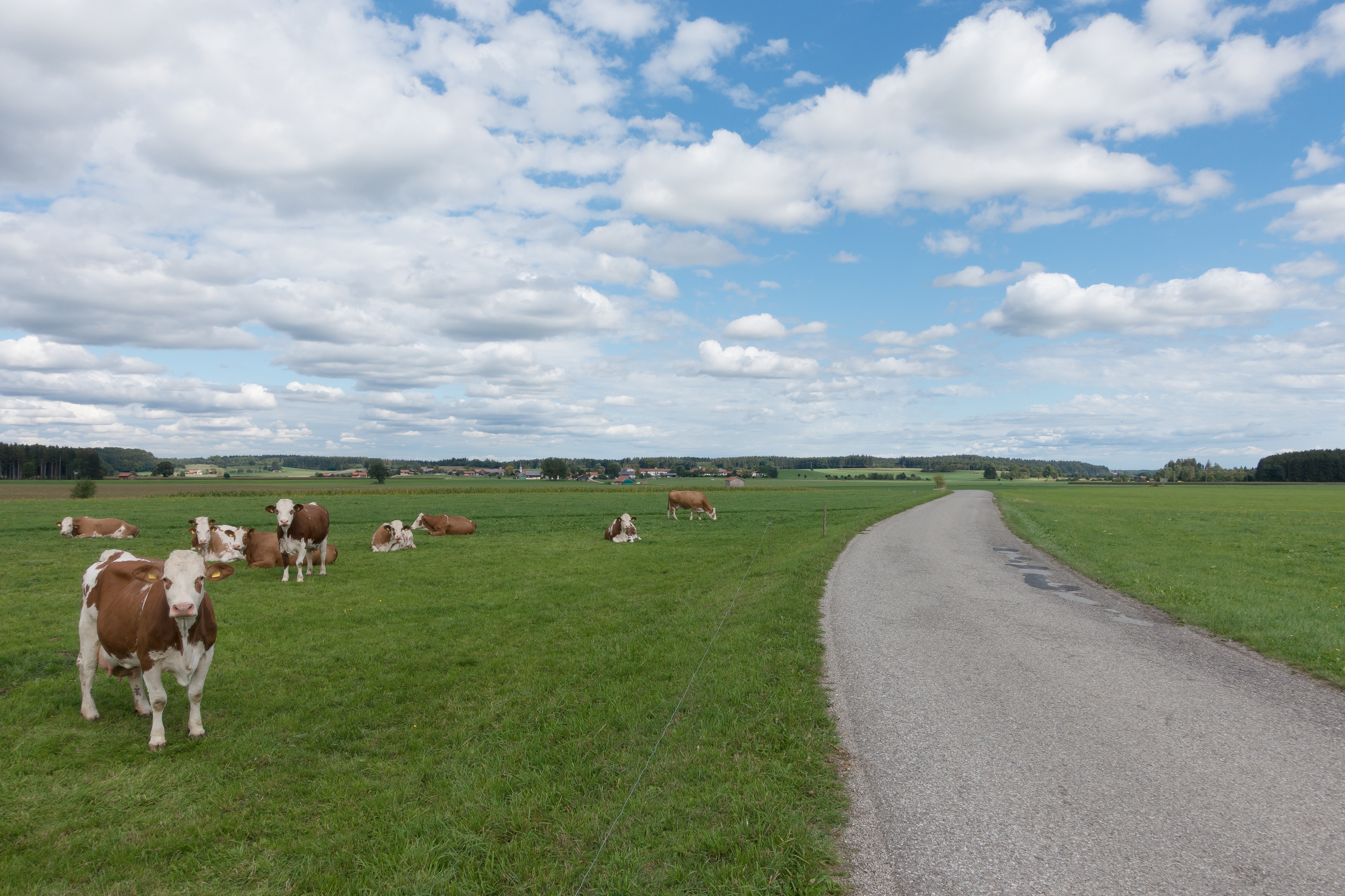 Herd of cows in a green field with a road HD Wallpaper