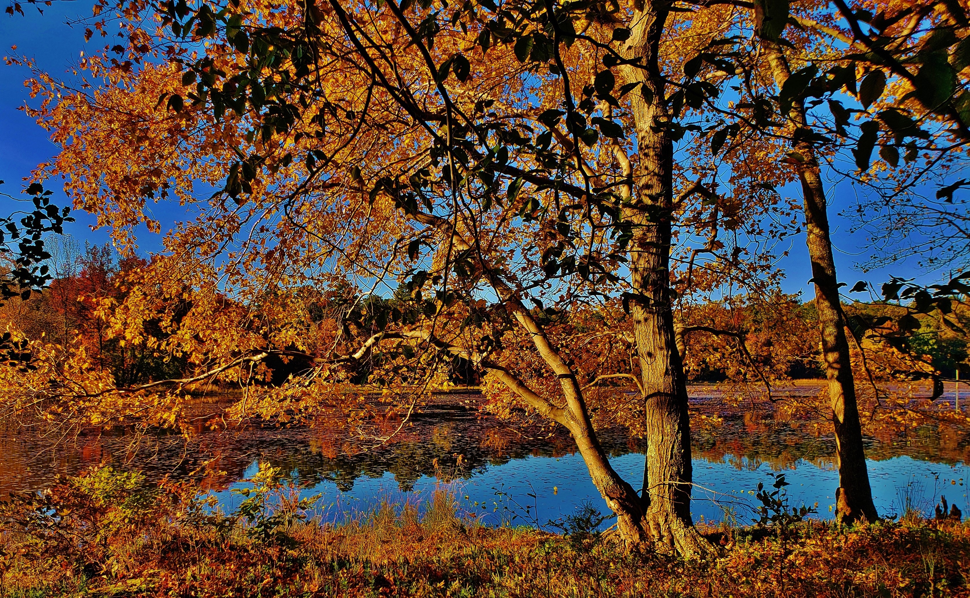 Autumn trees reflecting in Maryland Cash Lake, USA HD Wallpaper