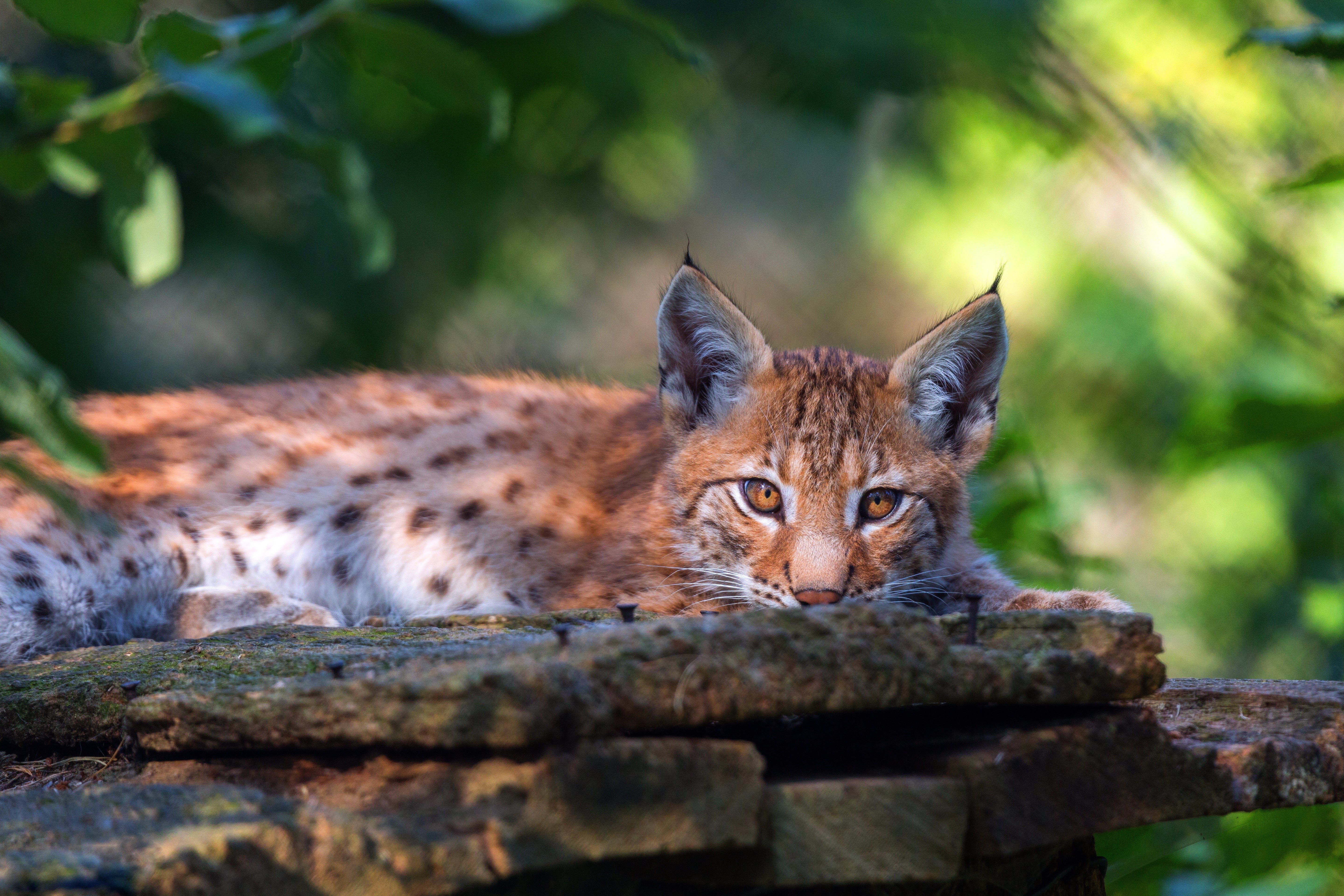 Lynx lying on wooden planks HD Wallpaper