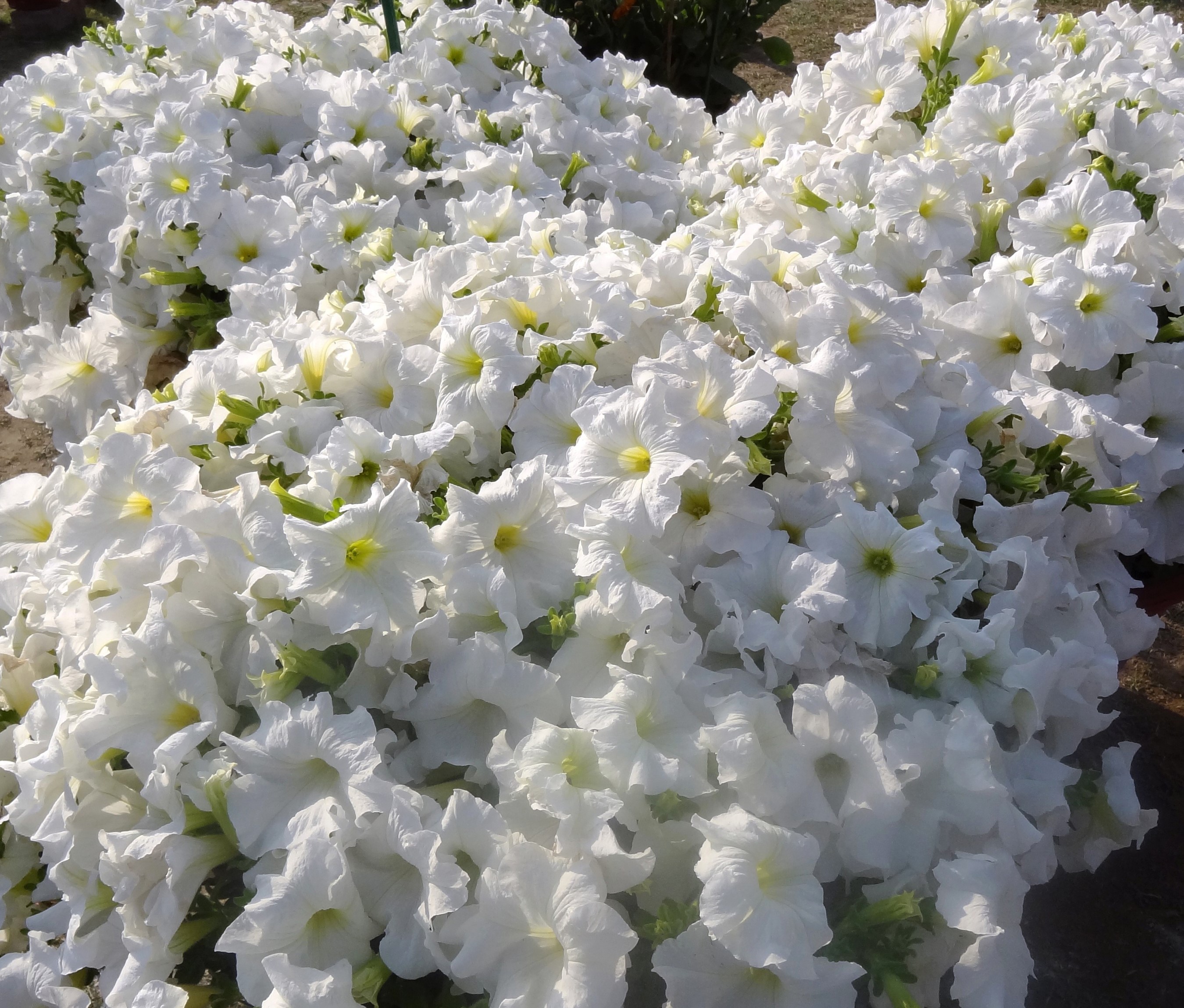 A dense bed of white petunias in bloom HD Wallpaper