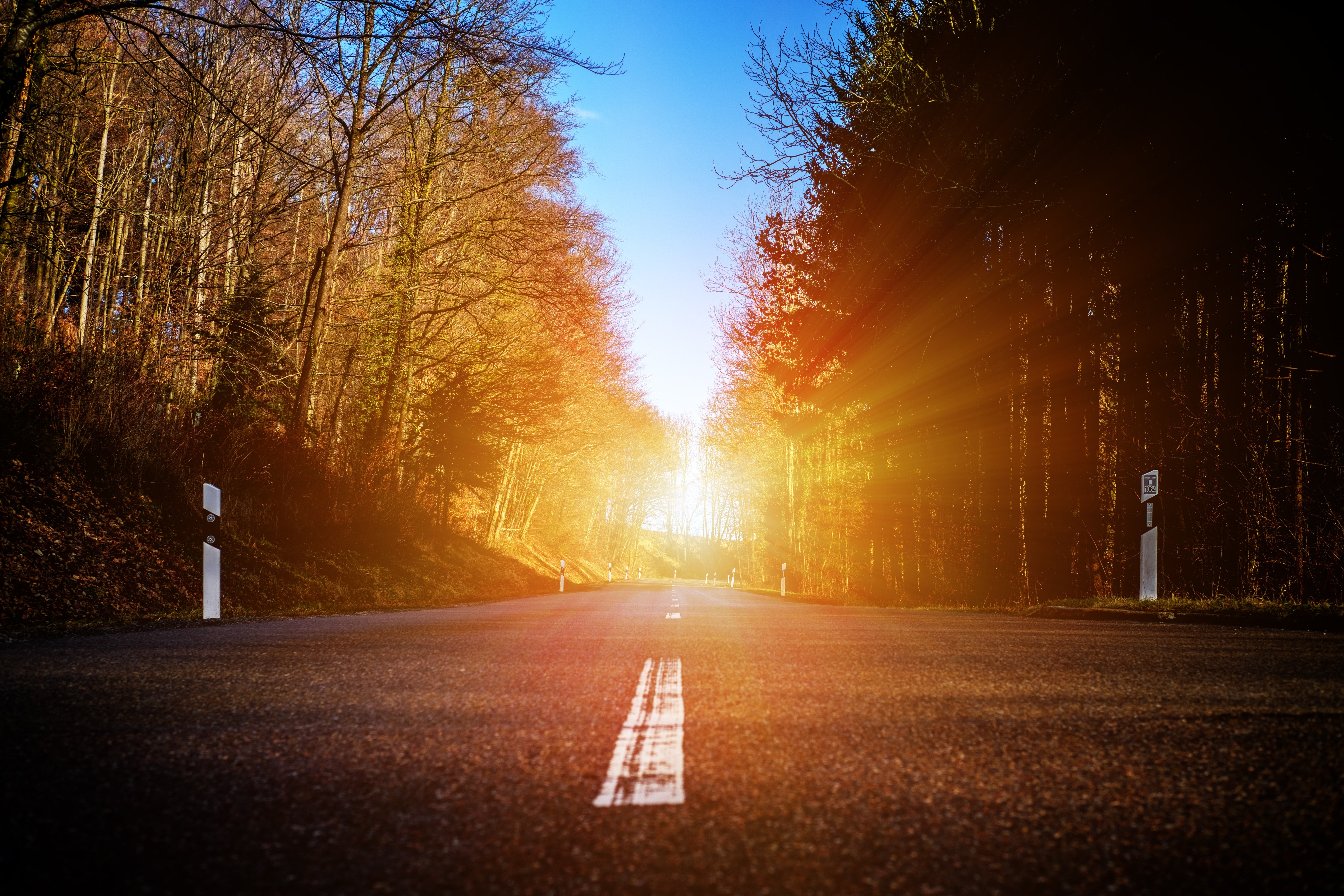 Road through a forest with sun rays HD Wallpaper