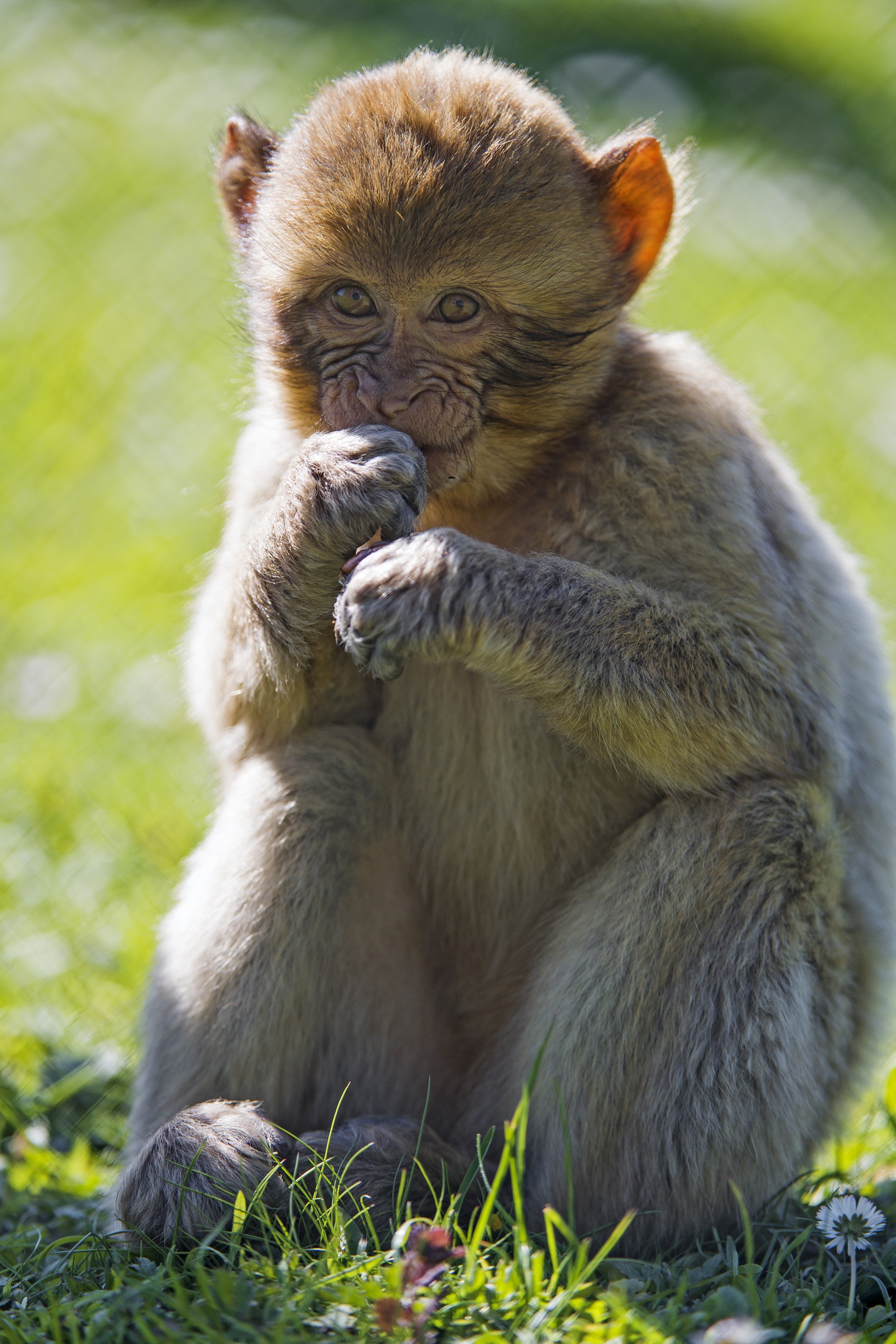 A young monkey cub sits in the grass HD Phone Wallpaper