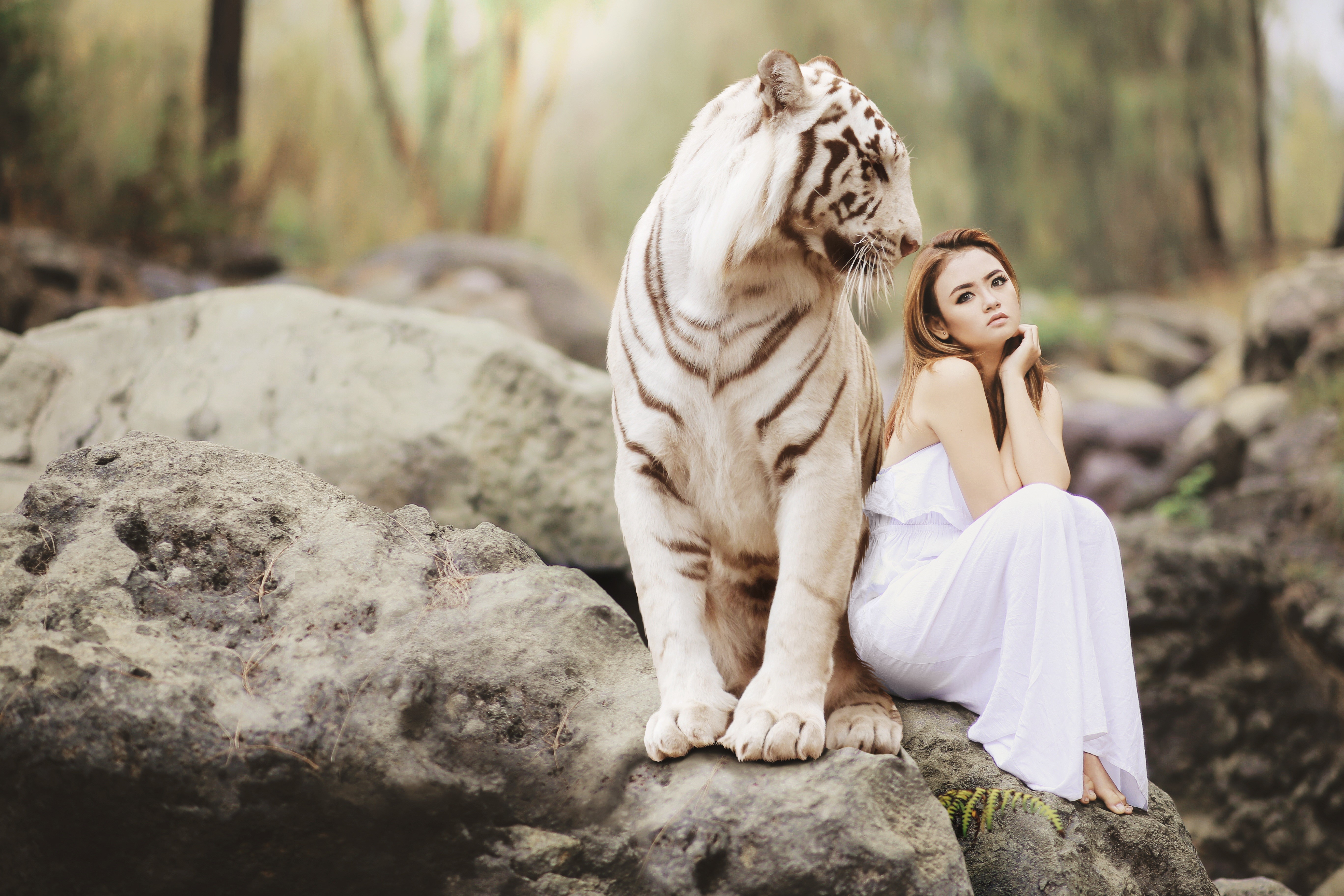 4K Majestic White Bengal Tiger with Woman Sitting on Stones HD Wallpaper