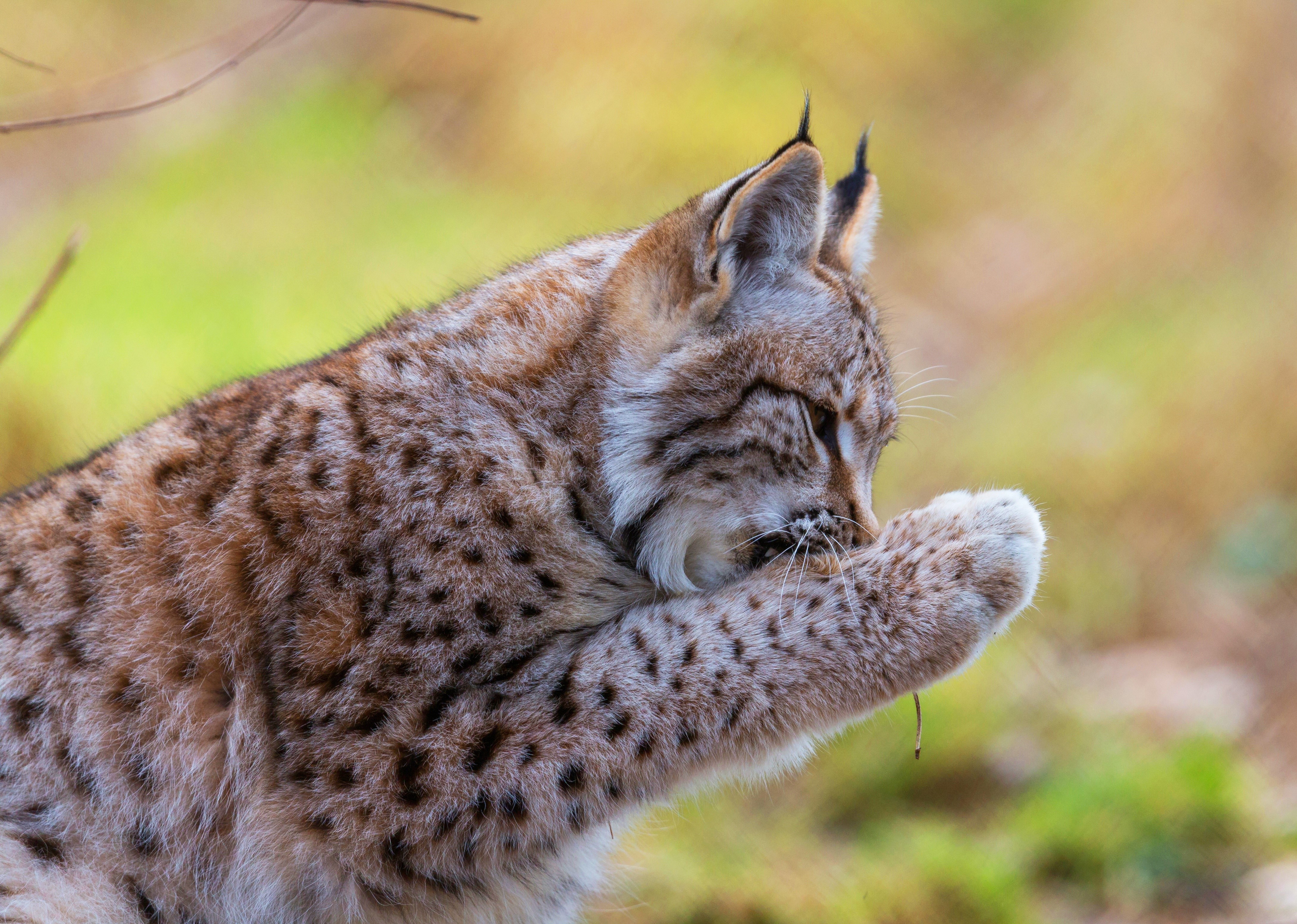 Lynx grooming its paw HD Wallpaper