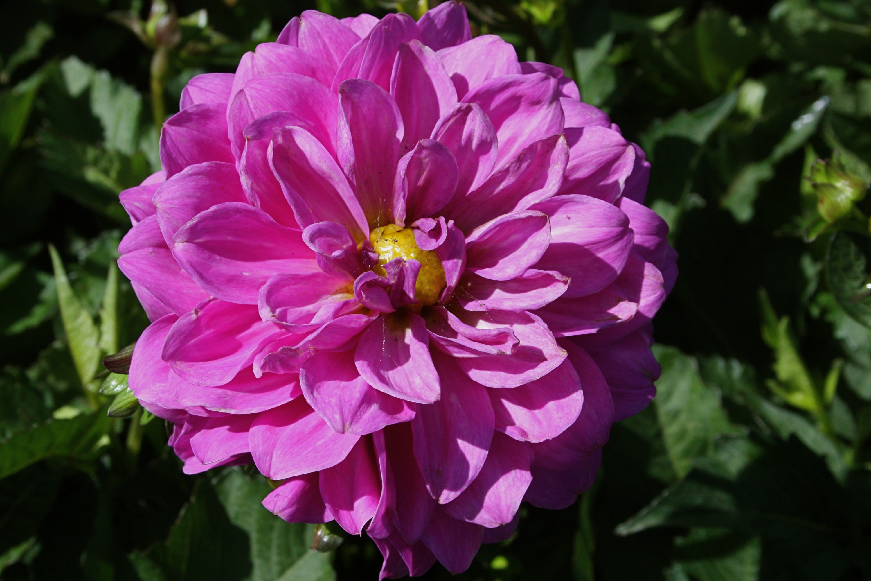 Violet Dahlia flower in bloom HD Wallpaper
