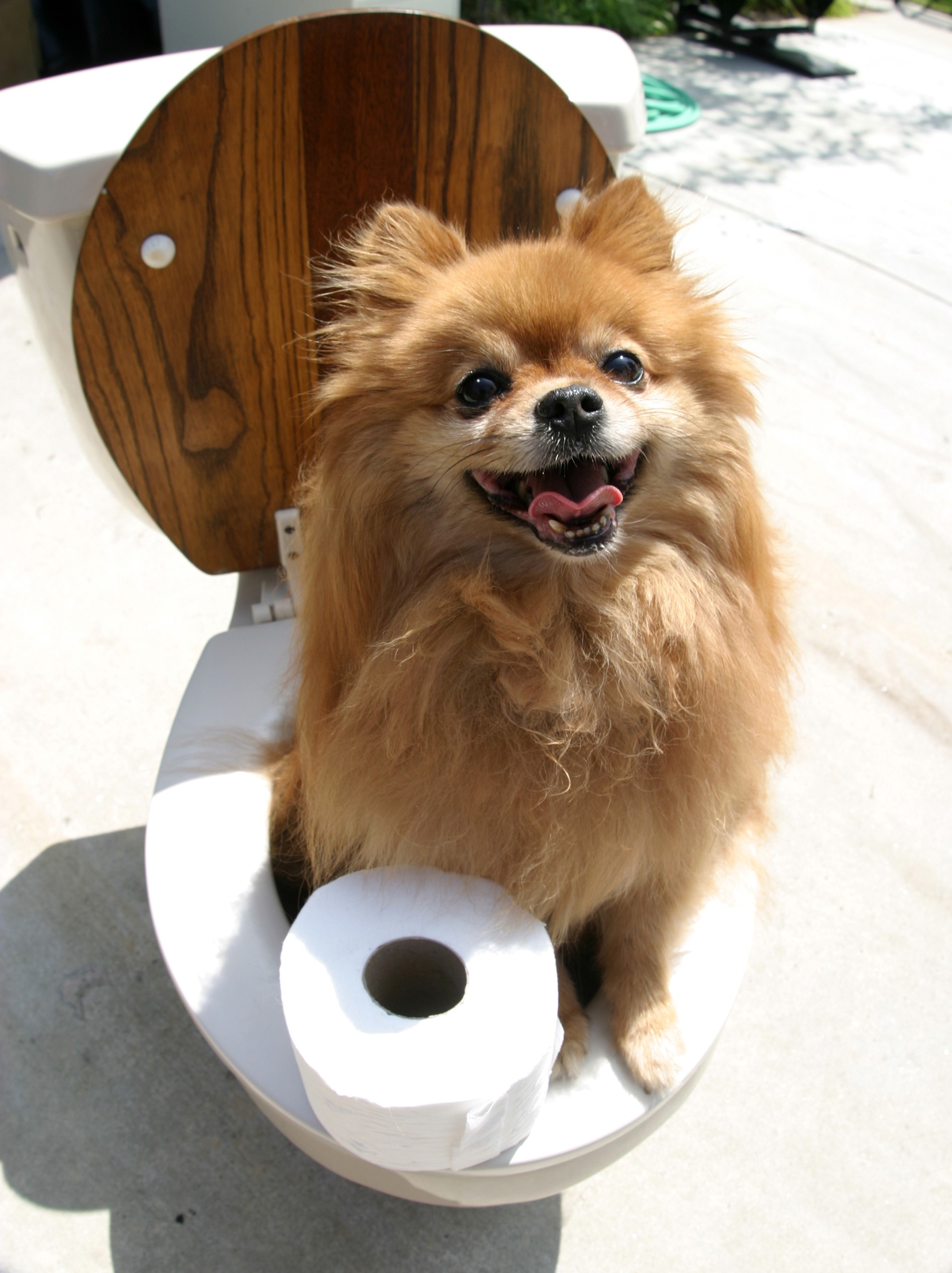 Pomeranian dog sitting on a toilet with toilet paper HD Phone Wallpaper