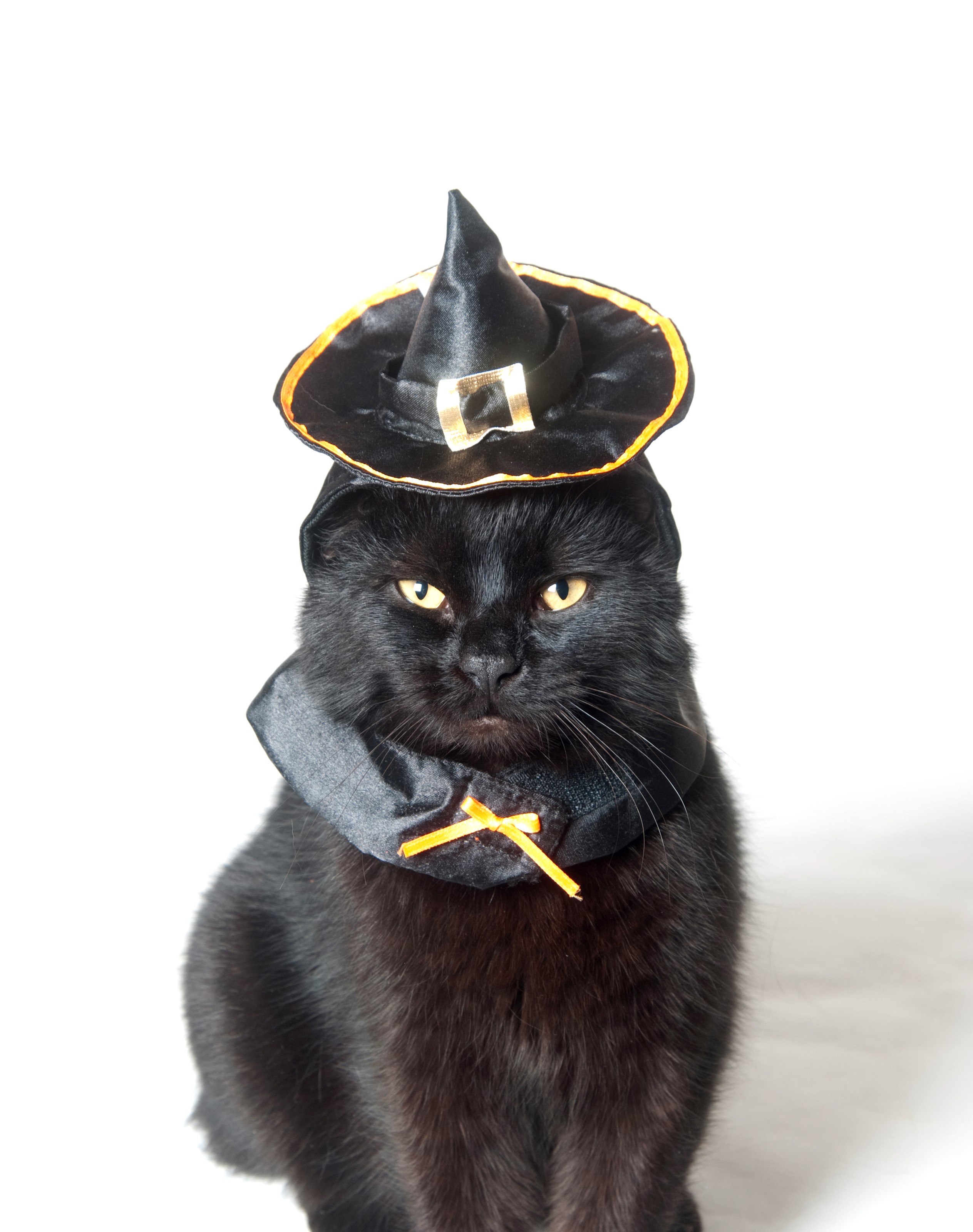 Black cat wearing a witch hat for Halloween HD Phone Wallpaper