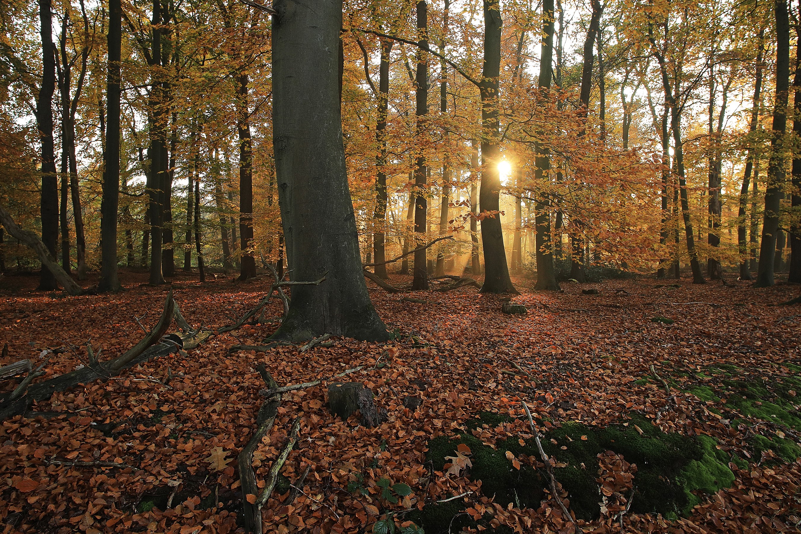 Autumn forest with sun rays in Het Lankheet, Netherlands HD Wallpaper