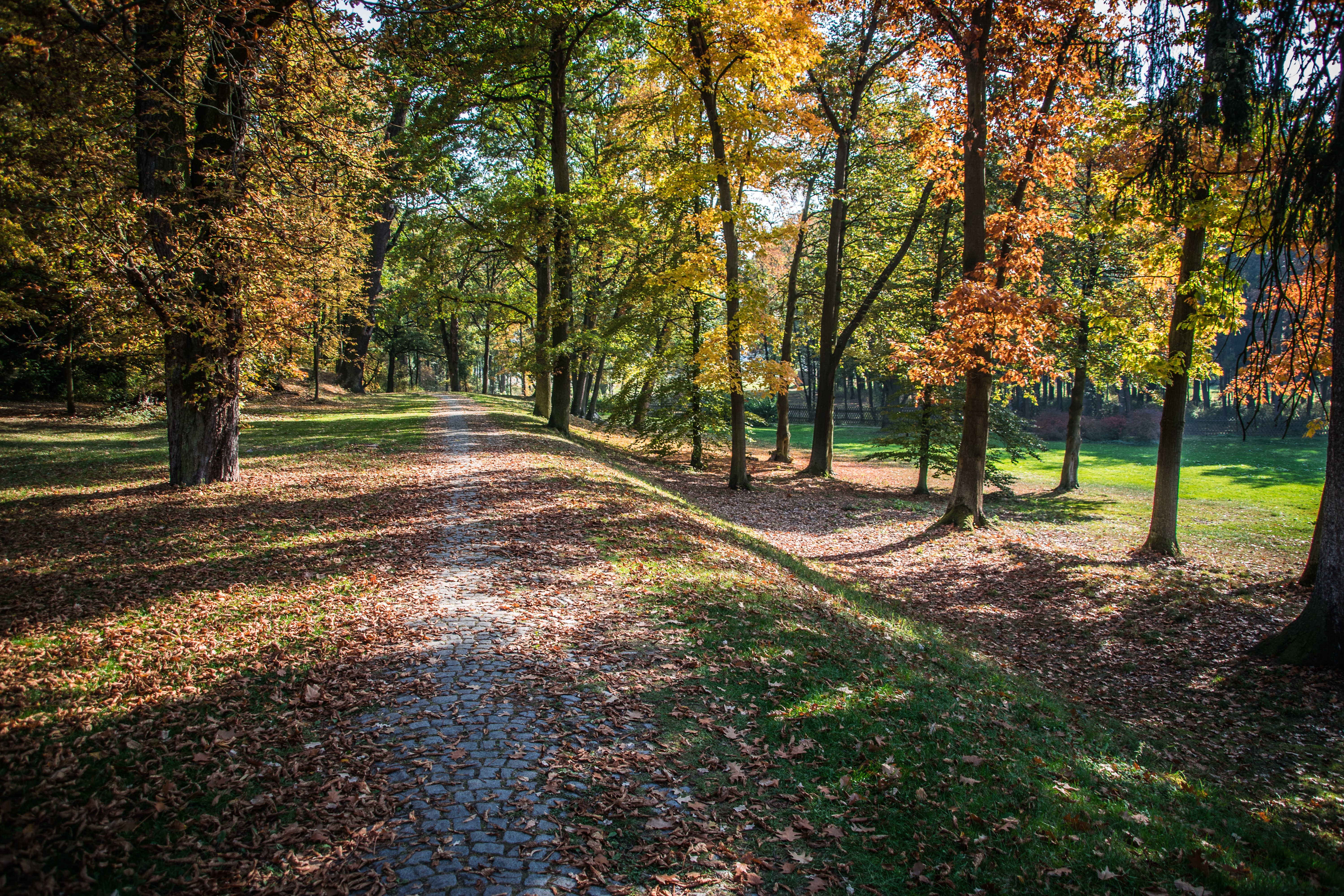 Autumn park with a cobblestone path and trees HD Wallpaper