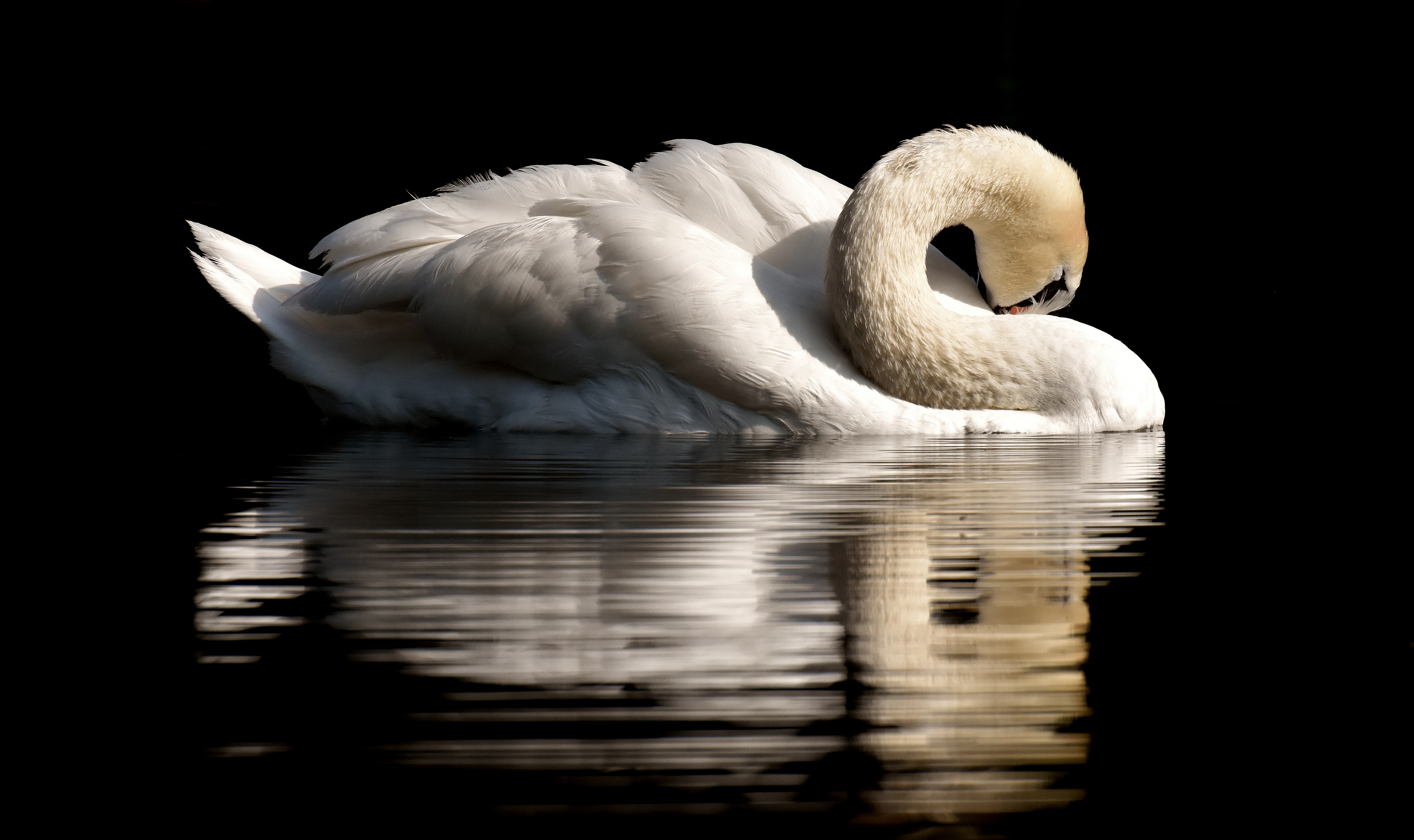 White swan on black background with reflection HD Wallpaper