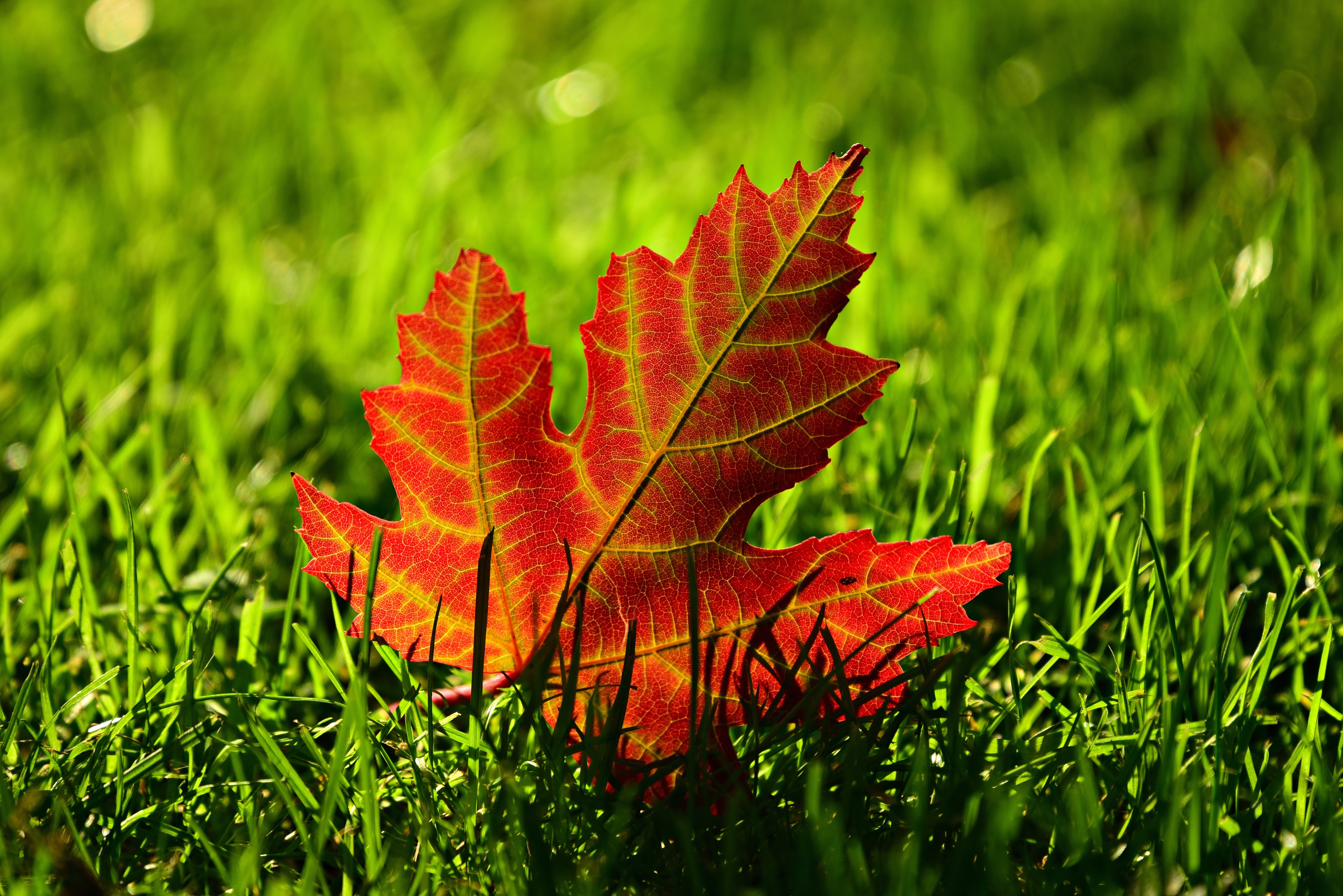 Red Maple Leaf on Green Grass HD Wallpaper
