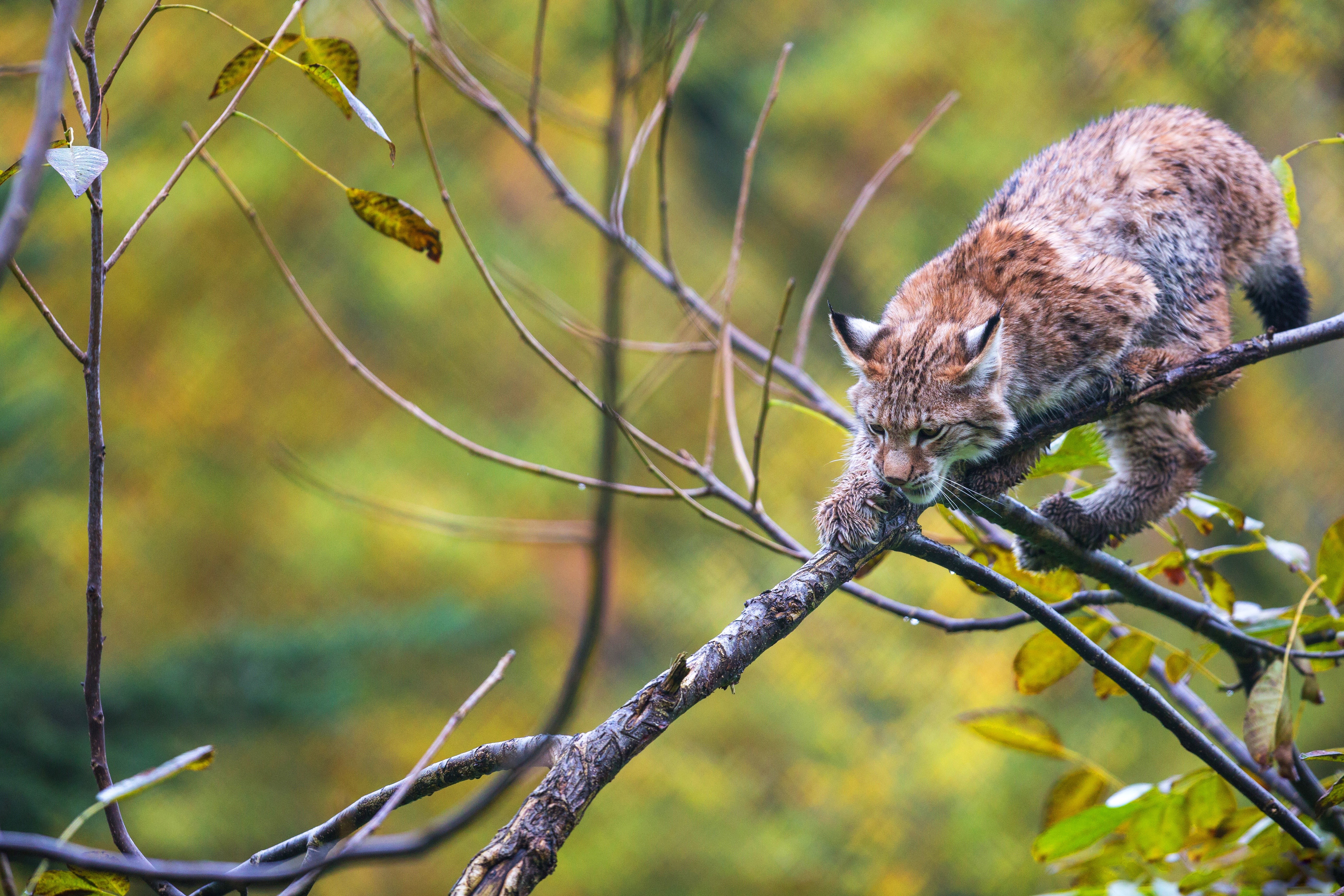 Lynx climbing on branches HD Wallpaper