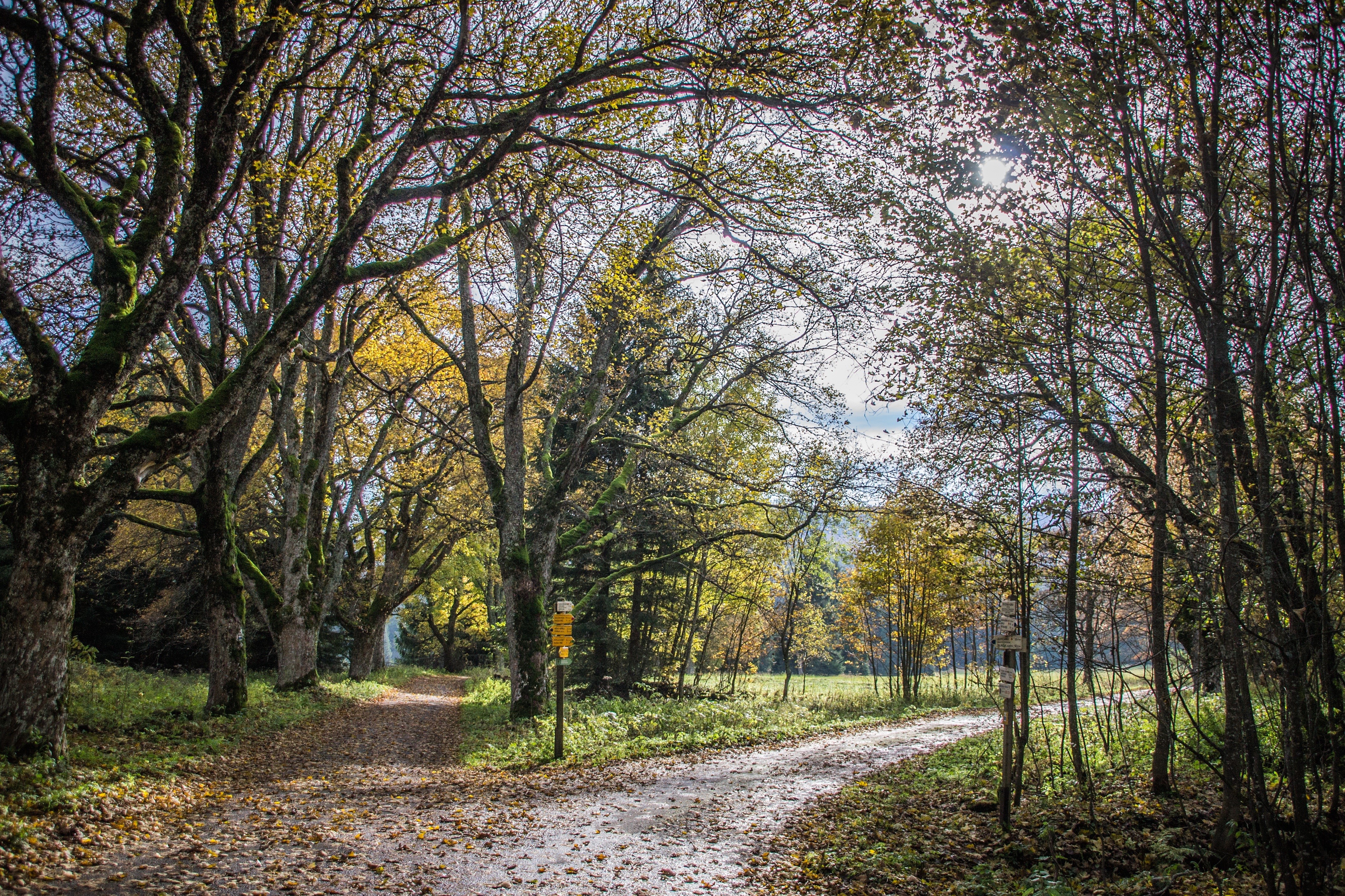 Autumn road through a forest with fallen leaves HD Wallpaper